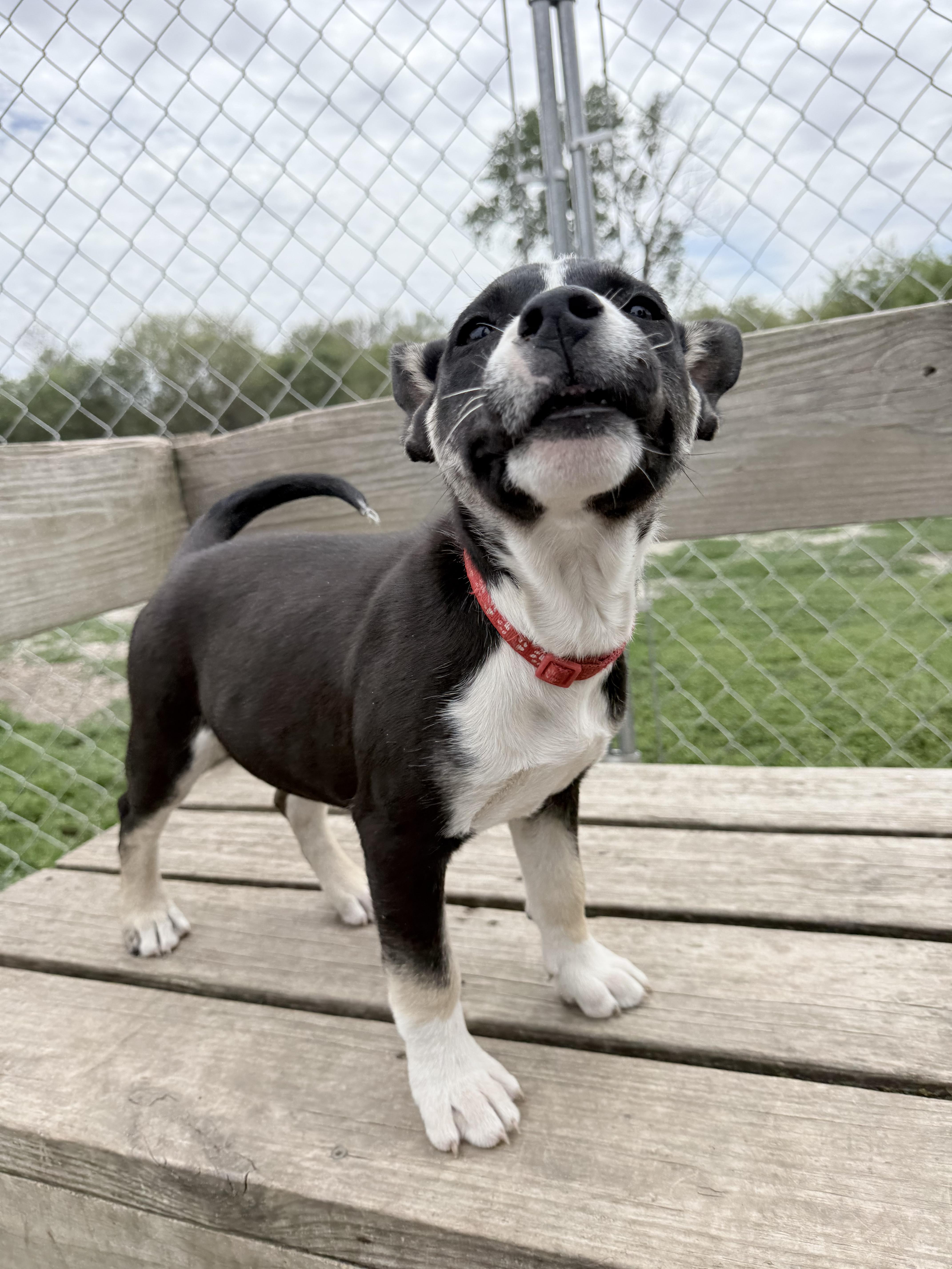 Enlarge Annie, a ADOPTABLE mixed breed in Murray, NE image 2/4