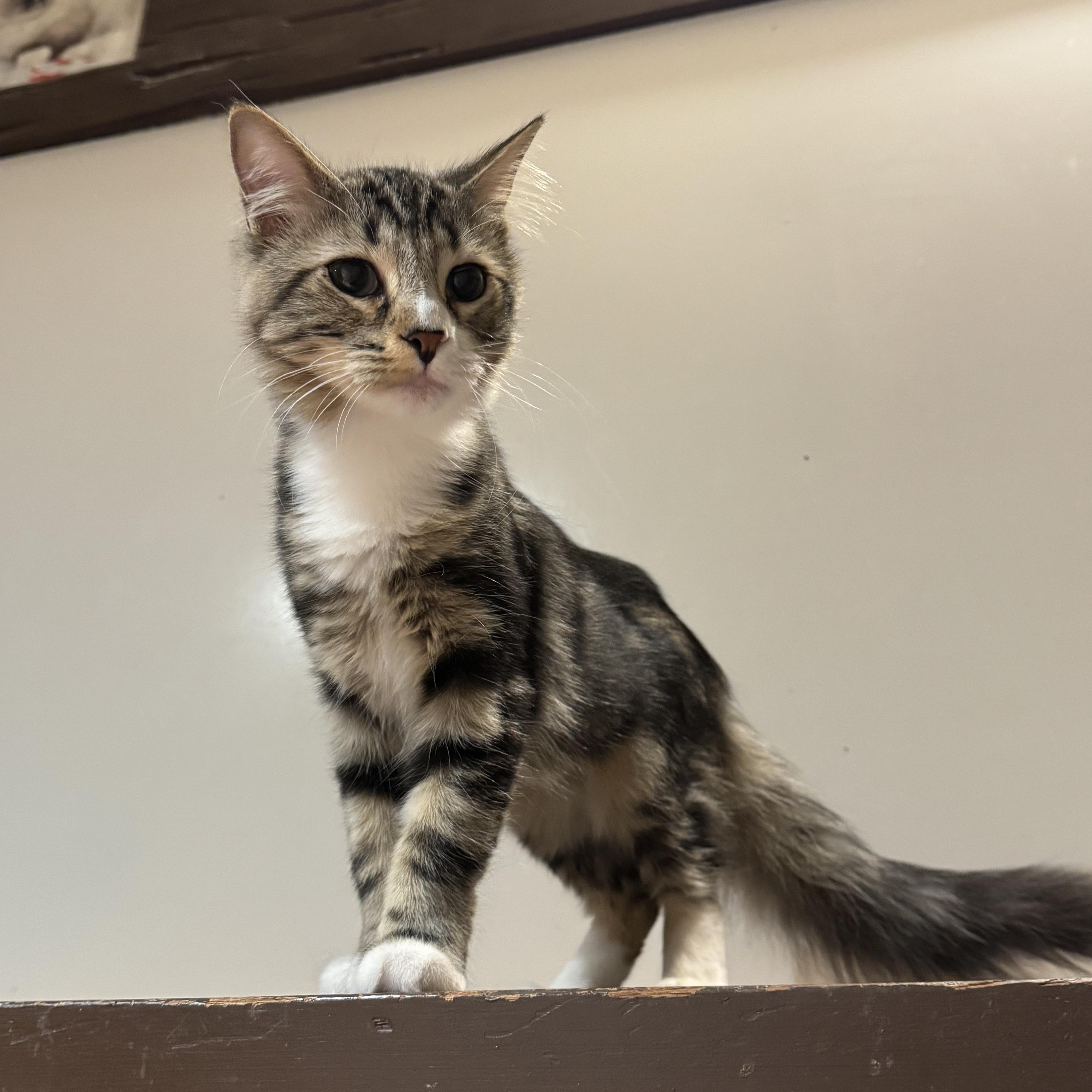 Enlarge Gloria, a Adoptable Domestic Long Hair in North Tonawanda, NY image 3/6