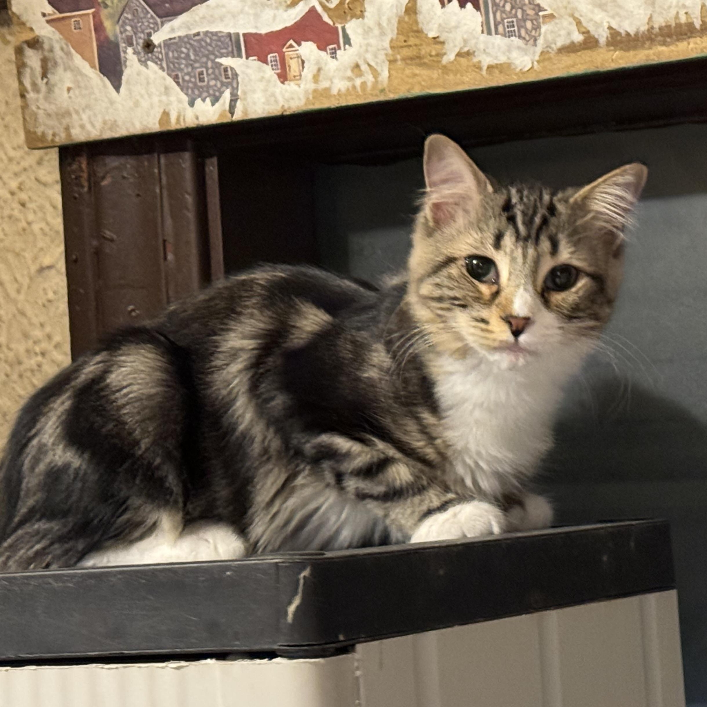 Enlarge Gloria, a Adoptable Domestic Long Hair in North Tonawanda, NY image 4/6