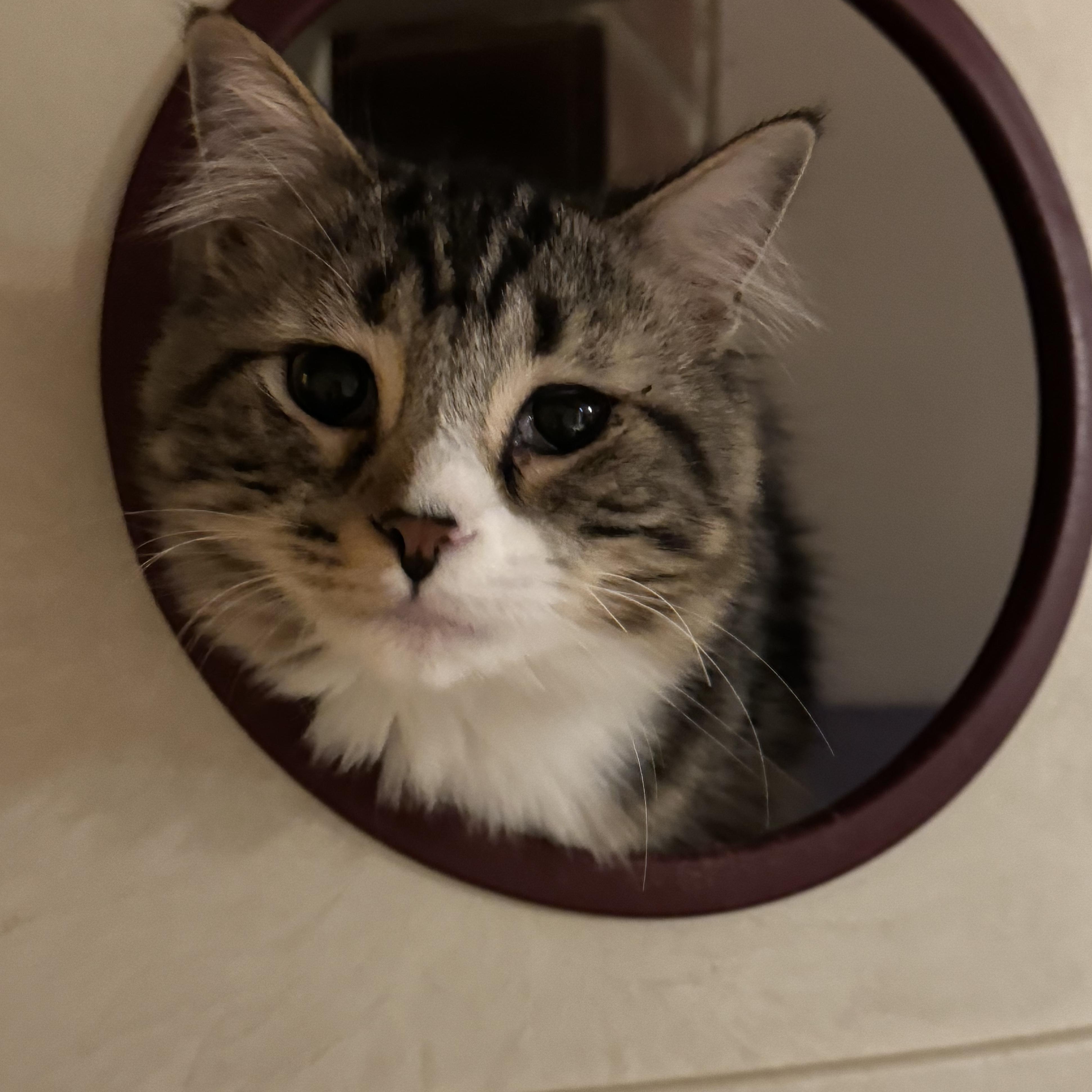 Enlarge Gloria, a Adoptable Domestic Long Hair in North Tonawanda, NY image 2/6