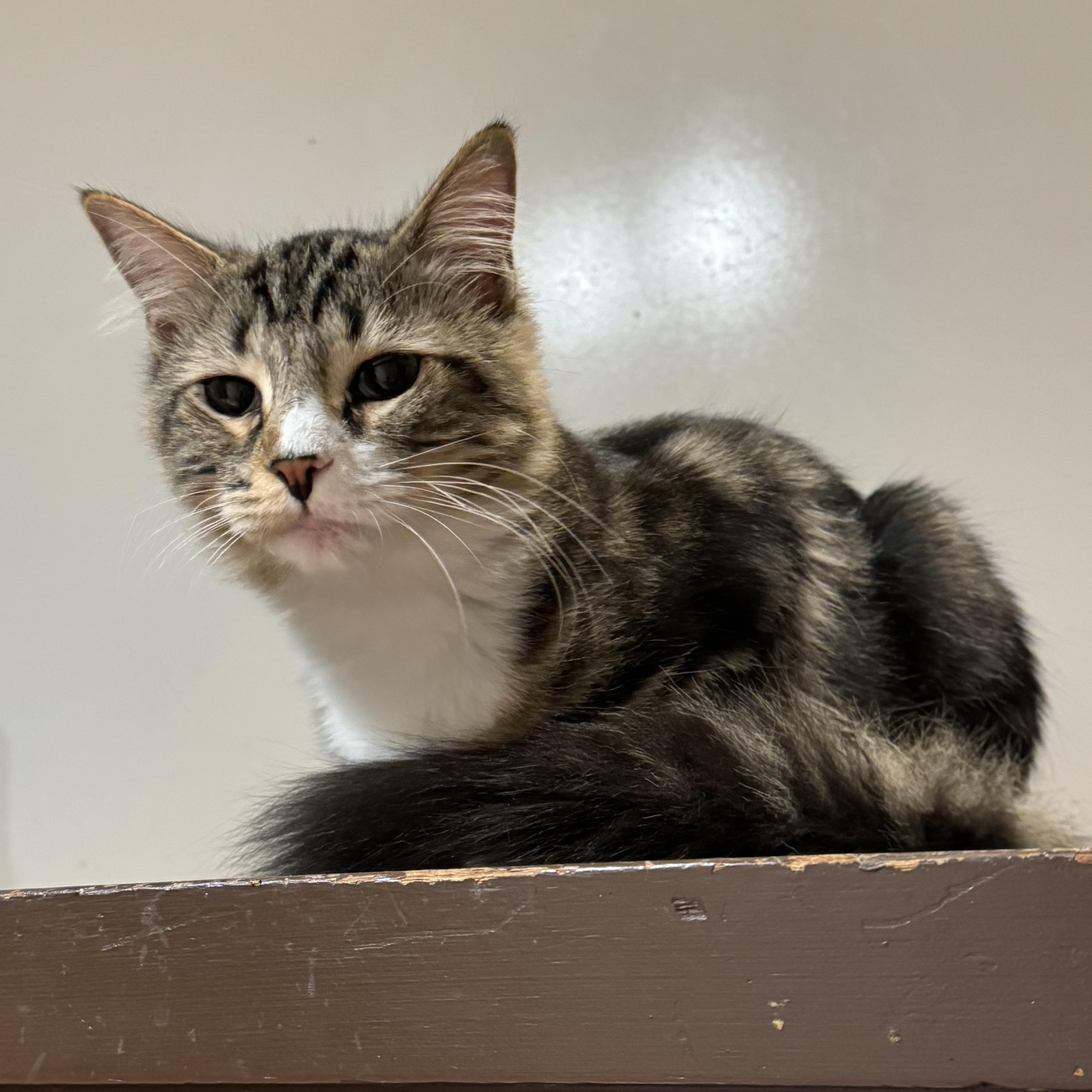 Enlarge Gloria, a Adoptable Domestic Long Hair in North Tonawanda, NY image 6/6