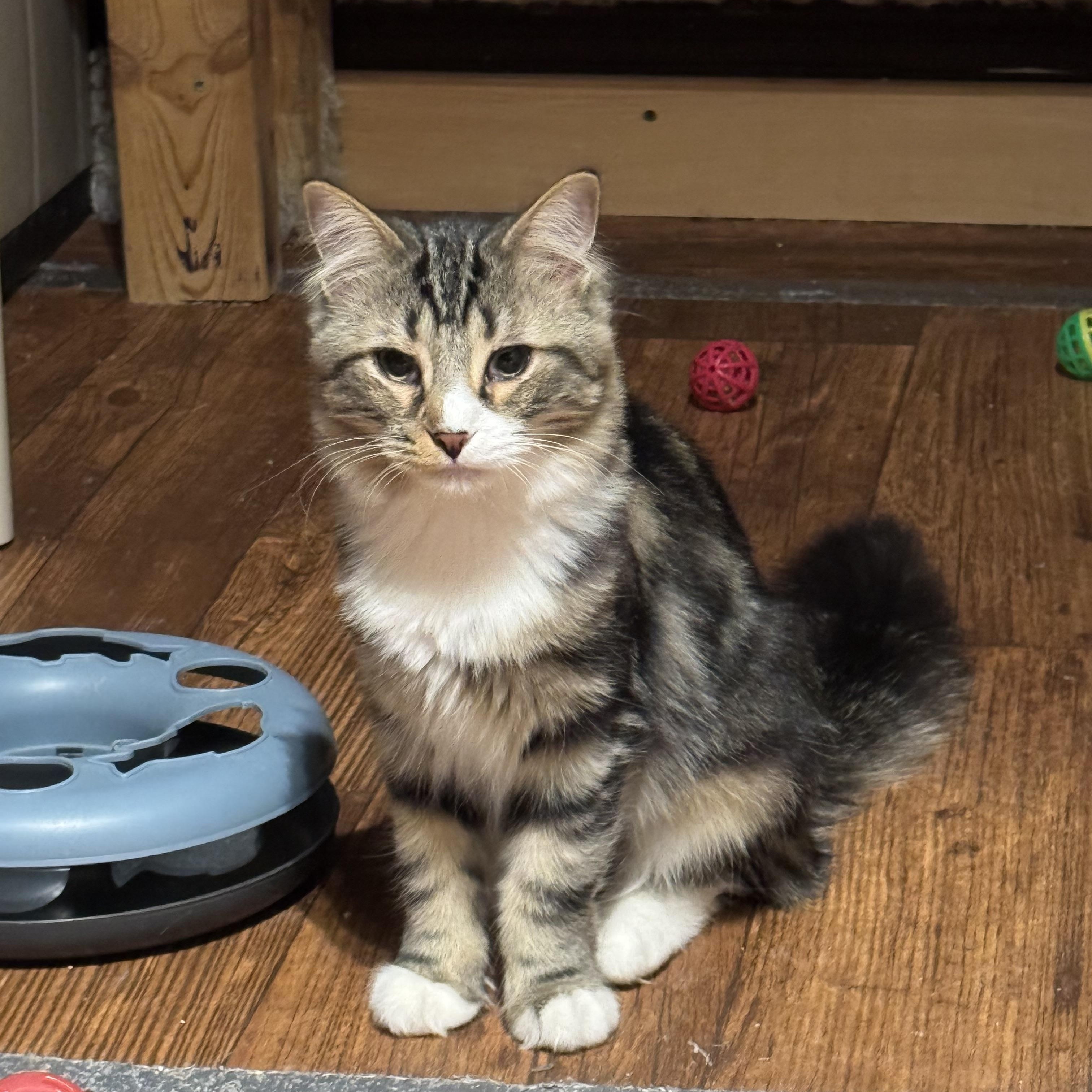 Gloria, Adoptable, Young Female Domestic Long Hair.