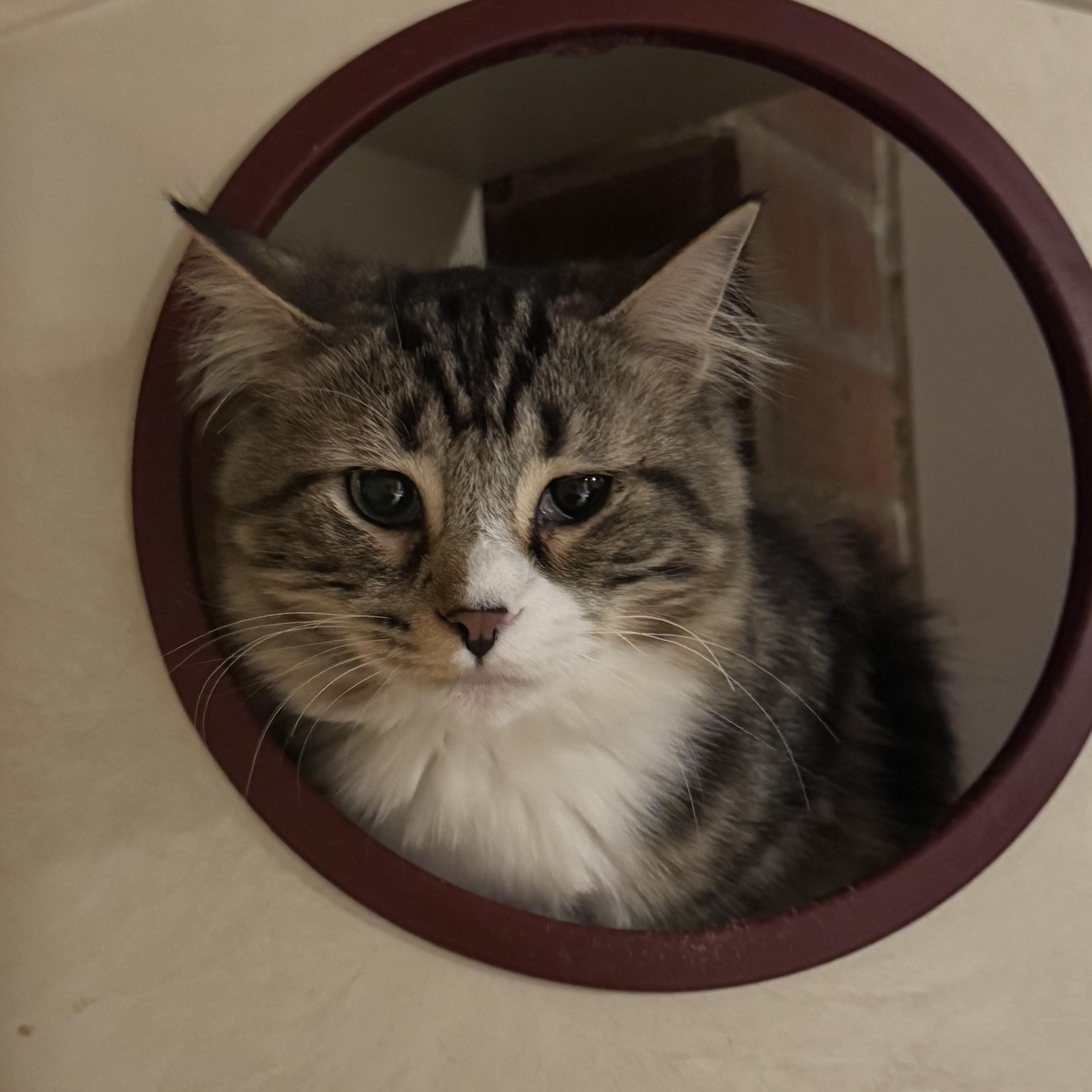 Enlarge Gloria, a Adoptable Domestic Long Hair in North Tonawanda, NY image 5/6