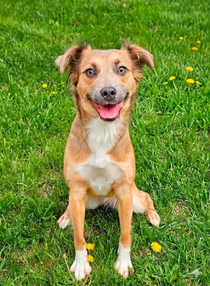 Christina Waguilera, Adoptable, Young Female Setter & Pomeranian.