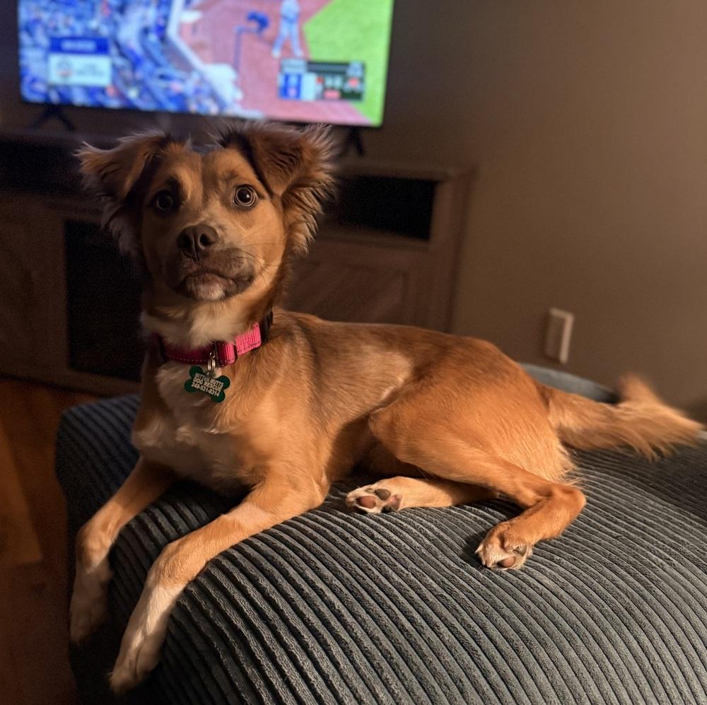 Christina Waguilera, a Adoptable mixed breed in Saginaw, MI image 2/2