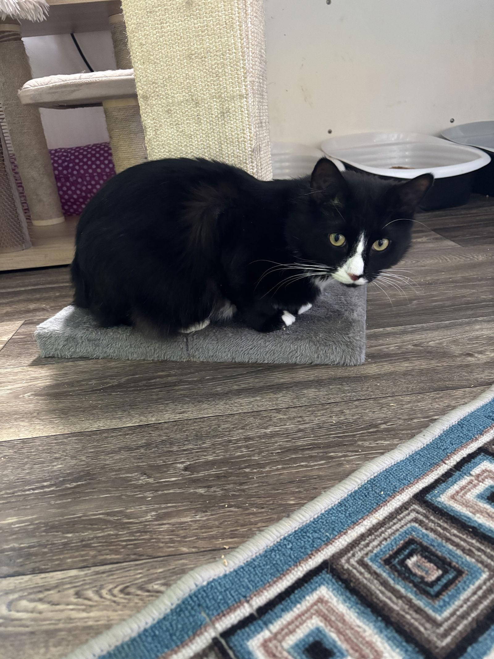 Germaine, Adoptable, Young Male Domestic Medium Hair & Tuxedo.