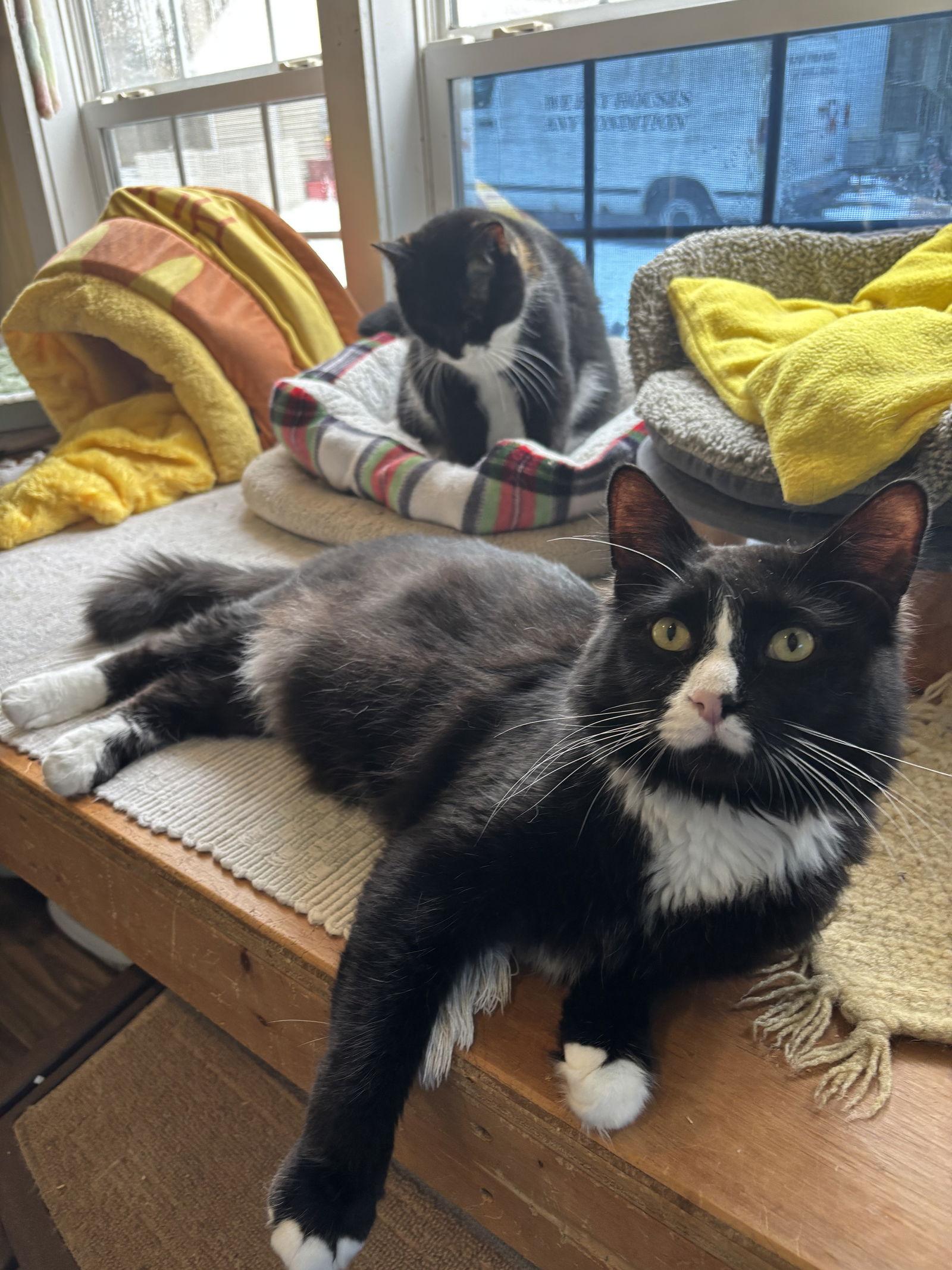 Germaine, a Adoptable mixed breed in Ranson, WV image 2/3