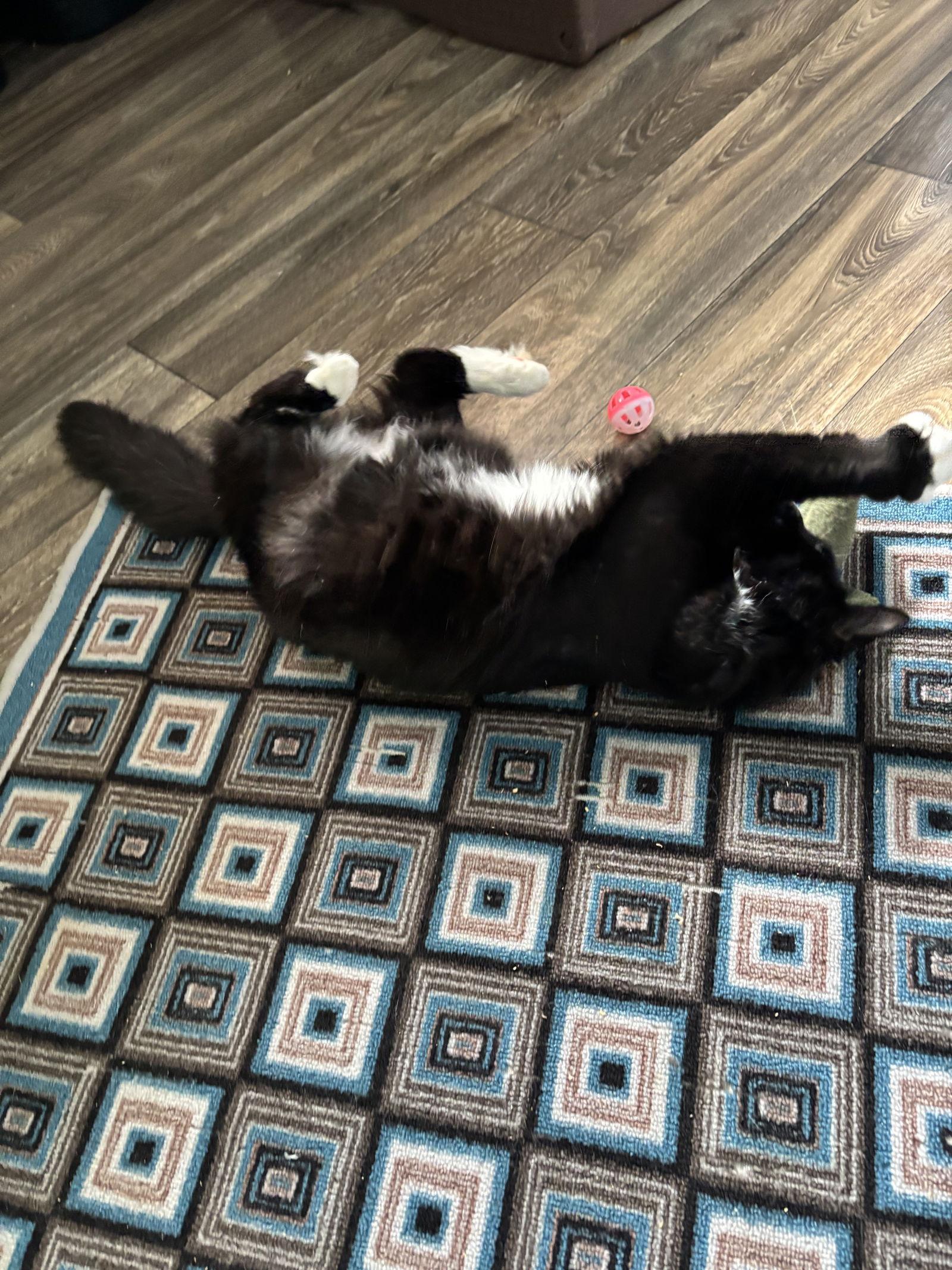 Germaine, a Adoptable mixed breed in Ranson, WV image 3/3