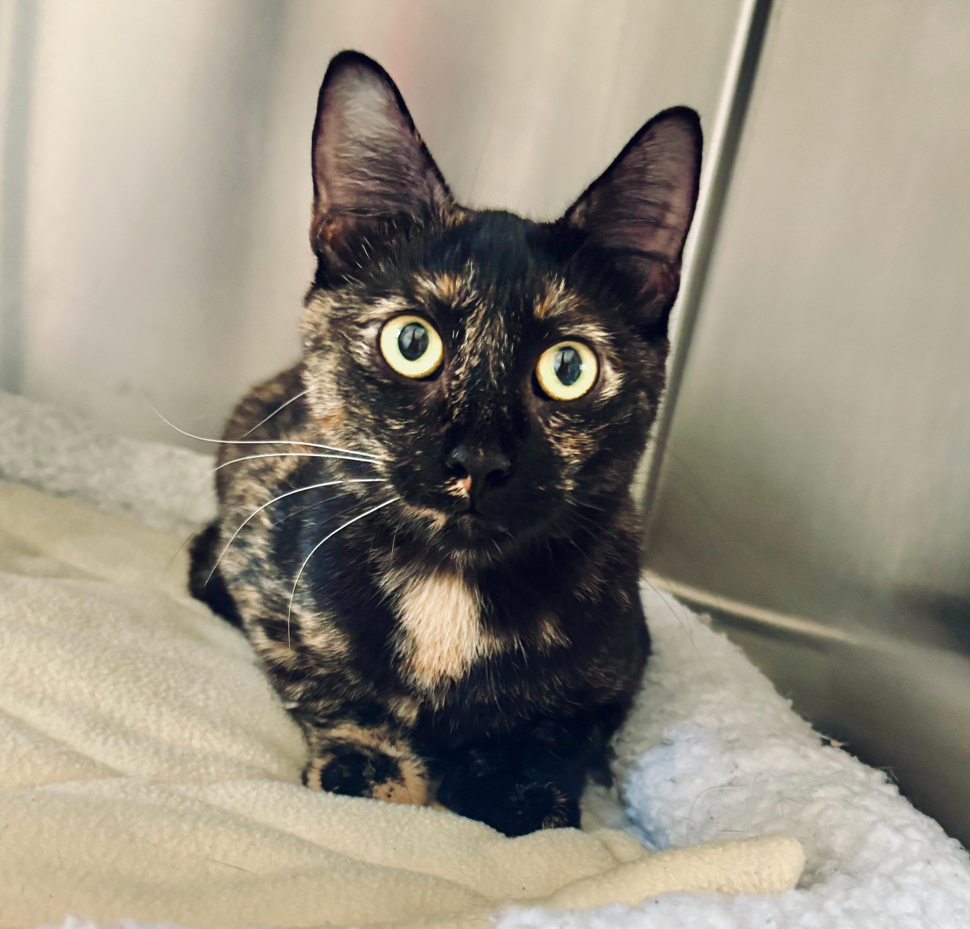 Abba, an adoptable Tortoiseshell in St Stephen, NB, E3L 2X2 | Photo Image 1