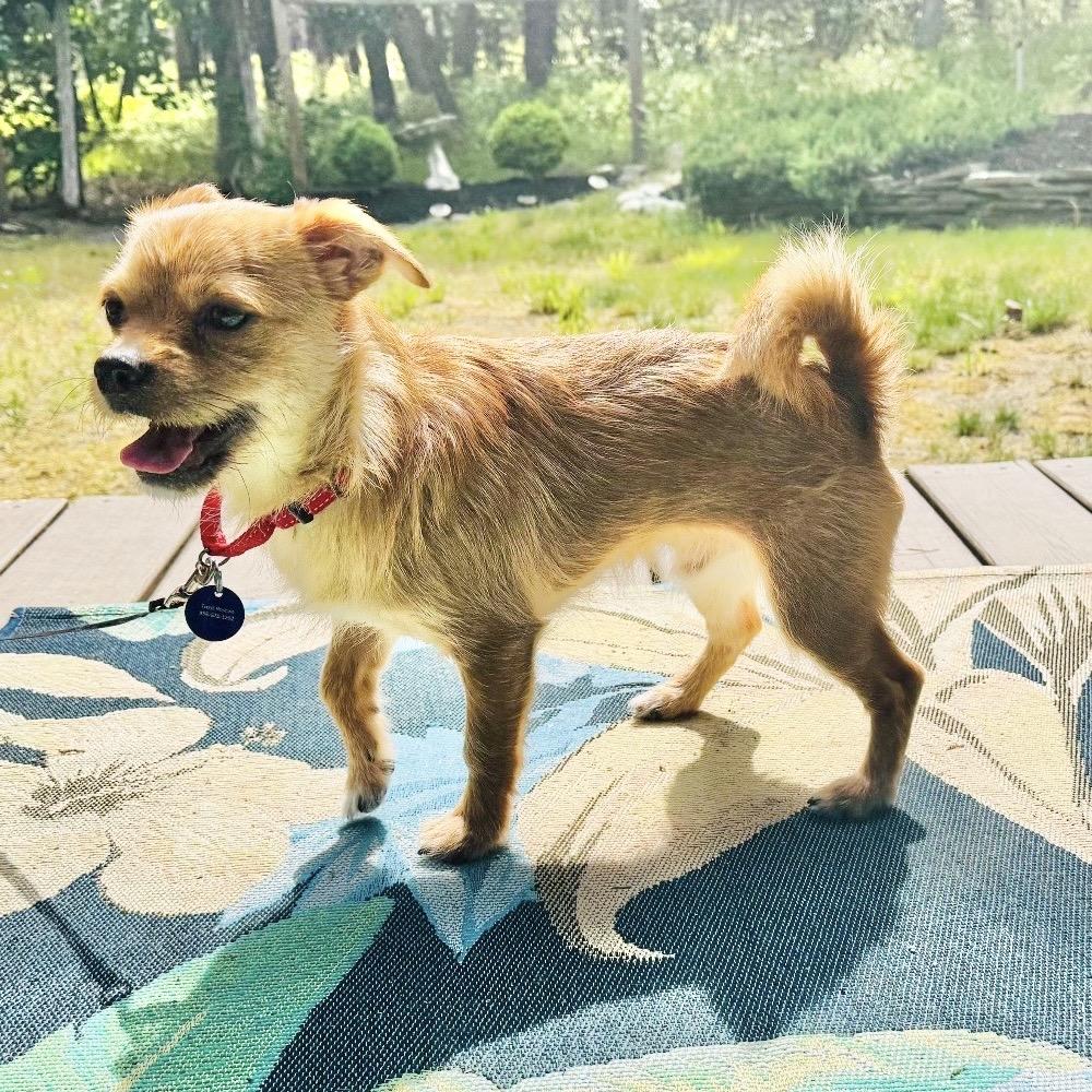 Enlarge RAINDROP, a Adoptable Terrier in Berlin, NJ image 3/6