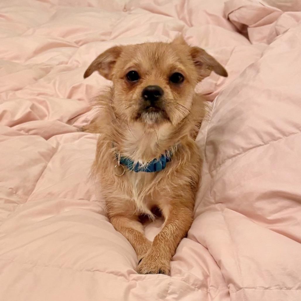 Enlarge RAINDROP, a Adoptable Terrier in Berlin, NJ image 4/6