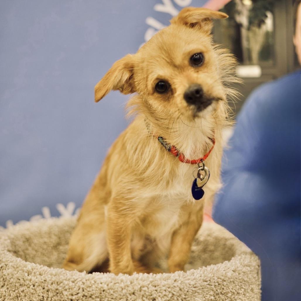 Enlarge RAINDROP, a Adoptable Terrier in Berlin, NJ image 5/6