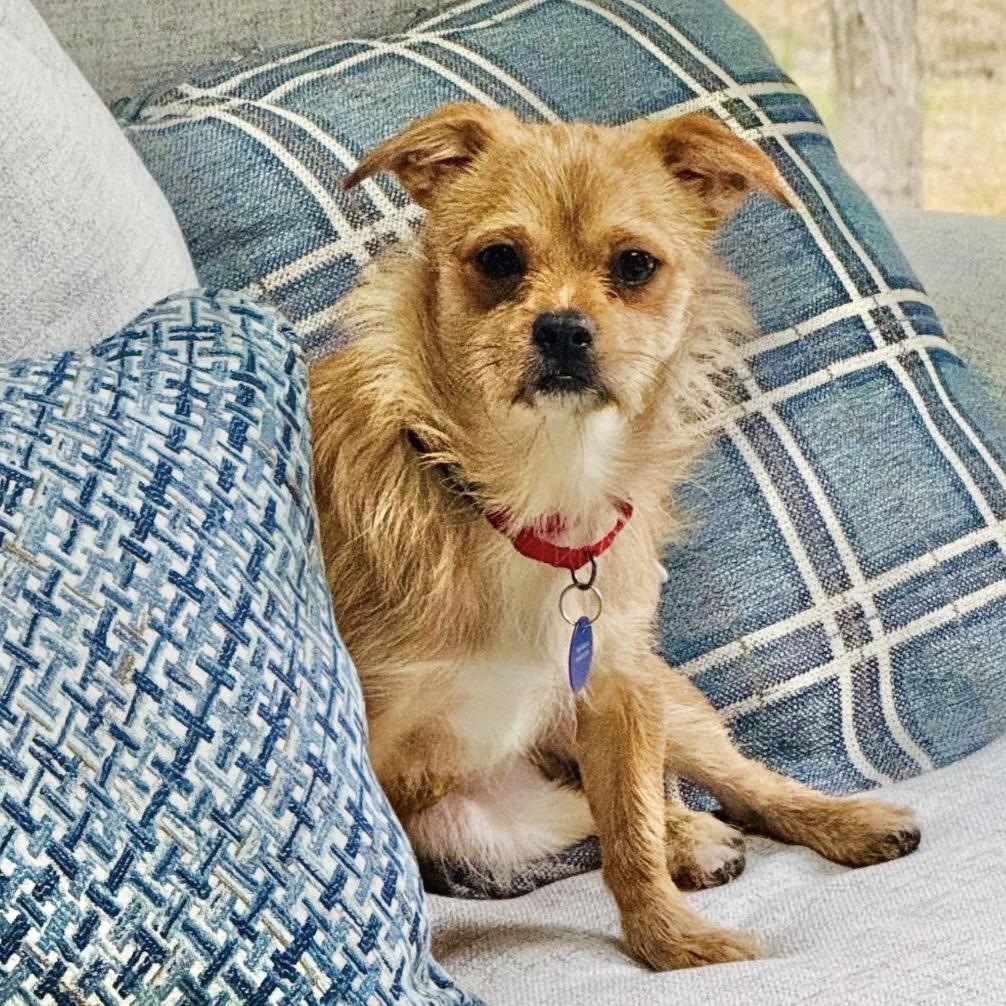 Enlarge RAINDROP, a Adoptable Terrier in Berlin, NJ image 1/6