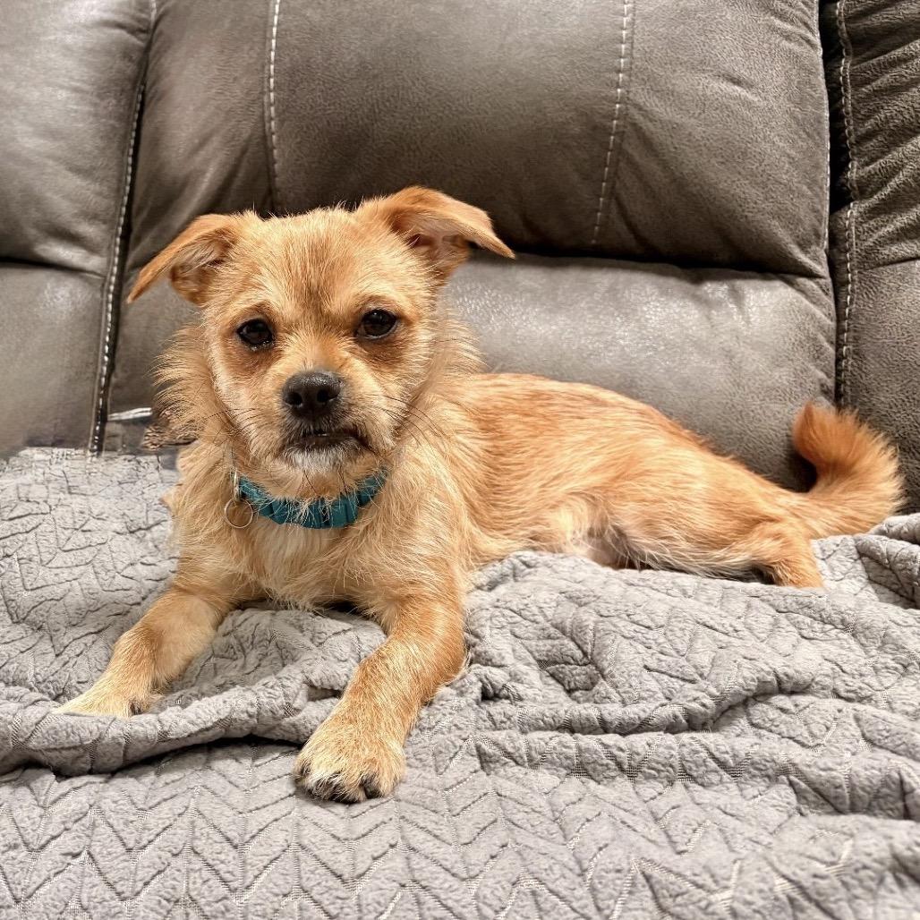 Enlarge RAINDROP, a Adoptable Terrier in Berlin, NJ image 6/6