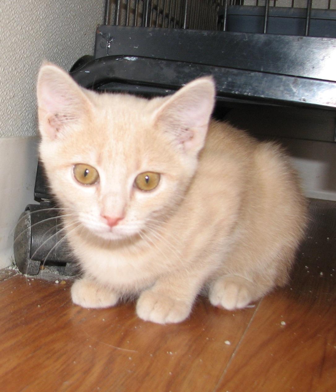 Enlarge 5484 Churro, a ADOPTABLE Domestic Short Hair in Lawrenceburg, KY image 3/6