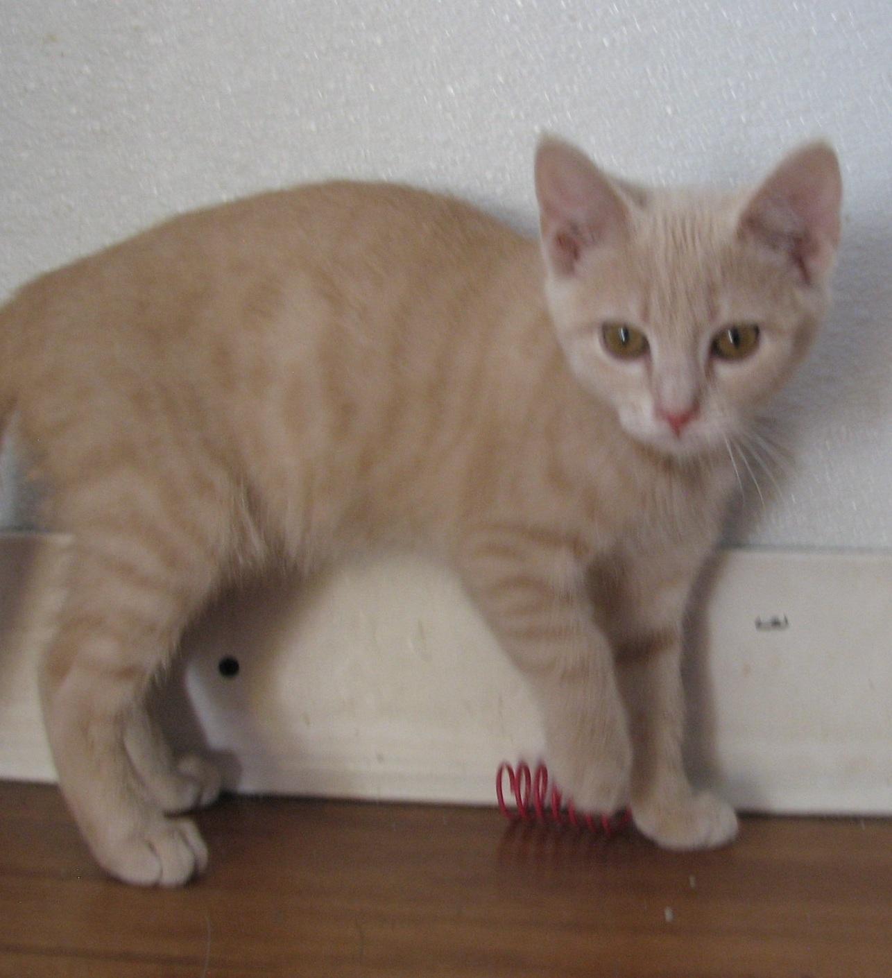 Enlarge 5484 Churro, a ADOPTABLE Domestic Short Hair in Lawrenceburg, KY image 6/6