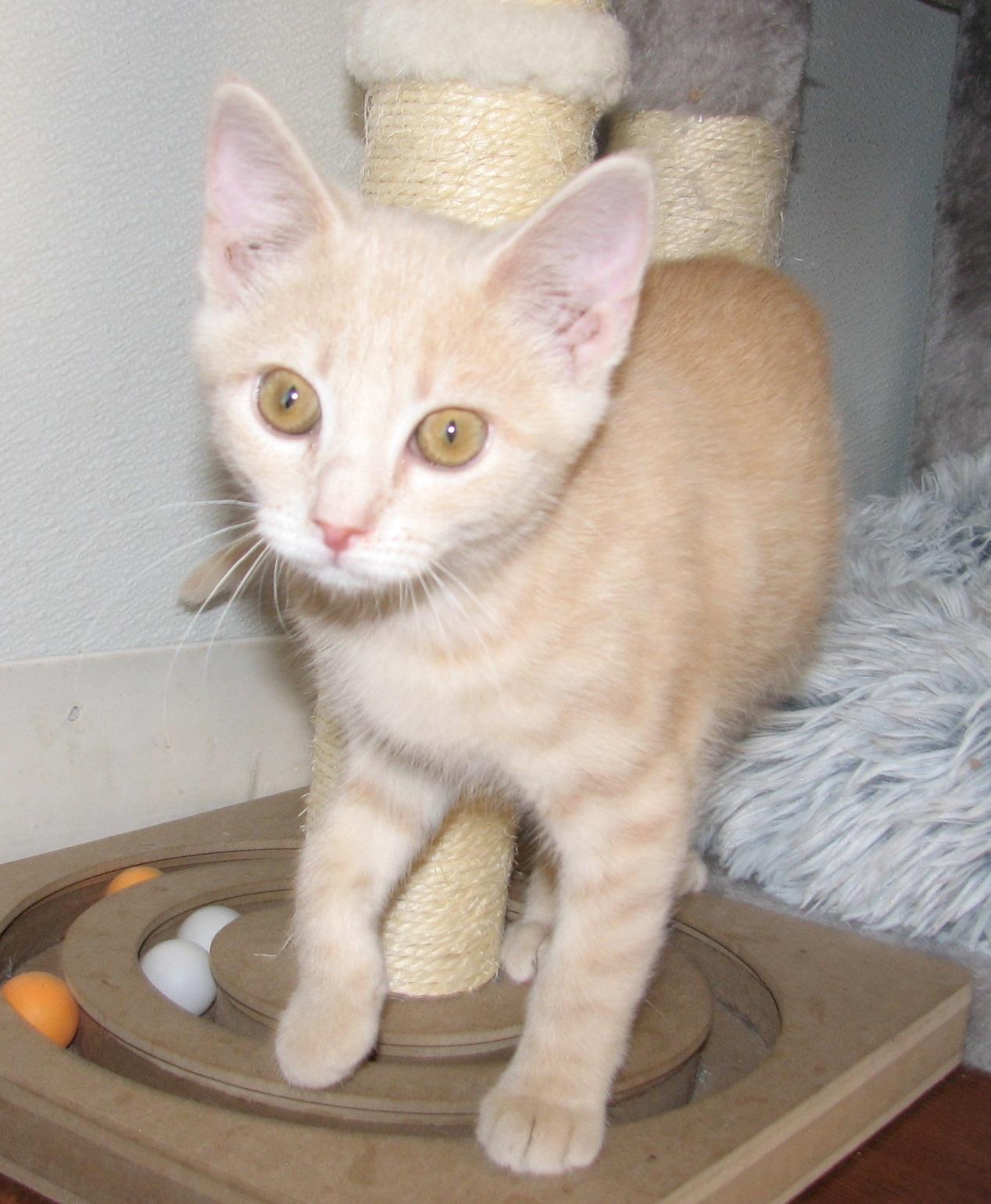Enlarge 5484 Churro, a ADOPTABLE Domestic Short Hair in Lawrenceburg, KY image 5/6