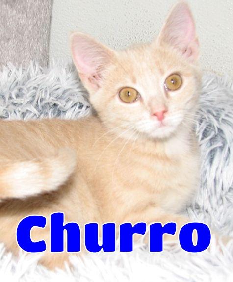 Enlarge 5484 Churro, a ADOPTABLE Domestic Short Hair in Lawrenceburg, KY image 1/6