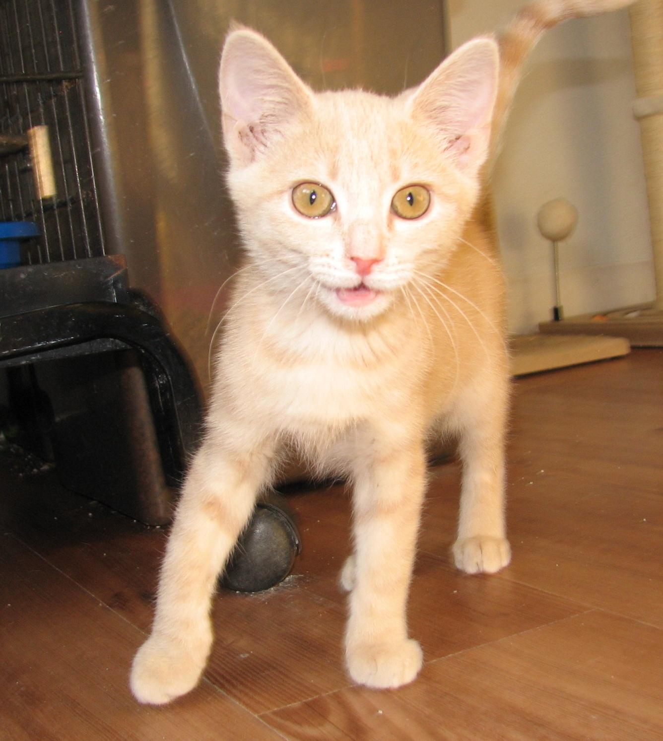 Enlarge 5484 Churro, a ADOPTABLE Domestic Short Hair in Lawrenceburg, KY image 4/6