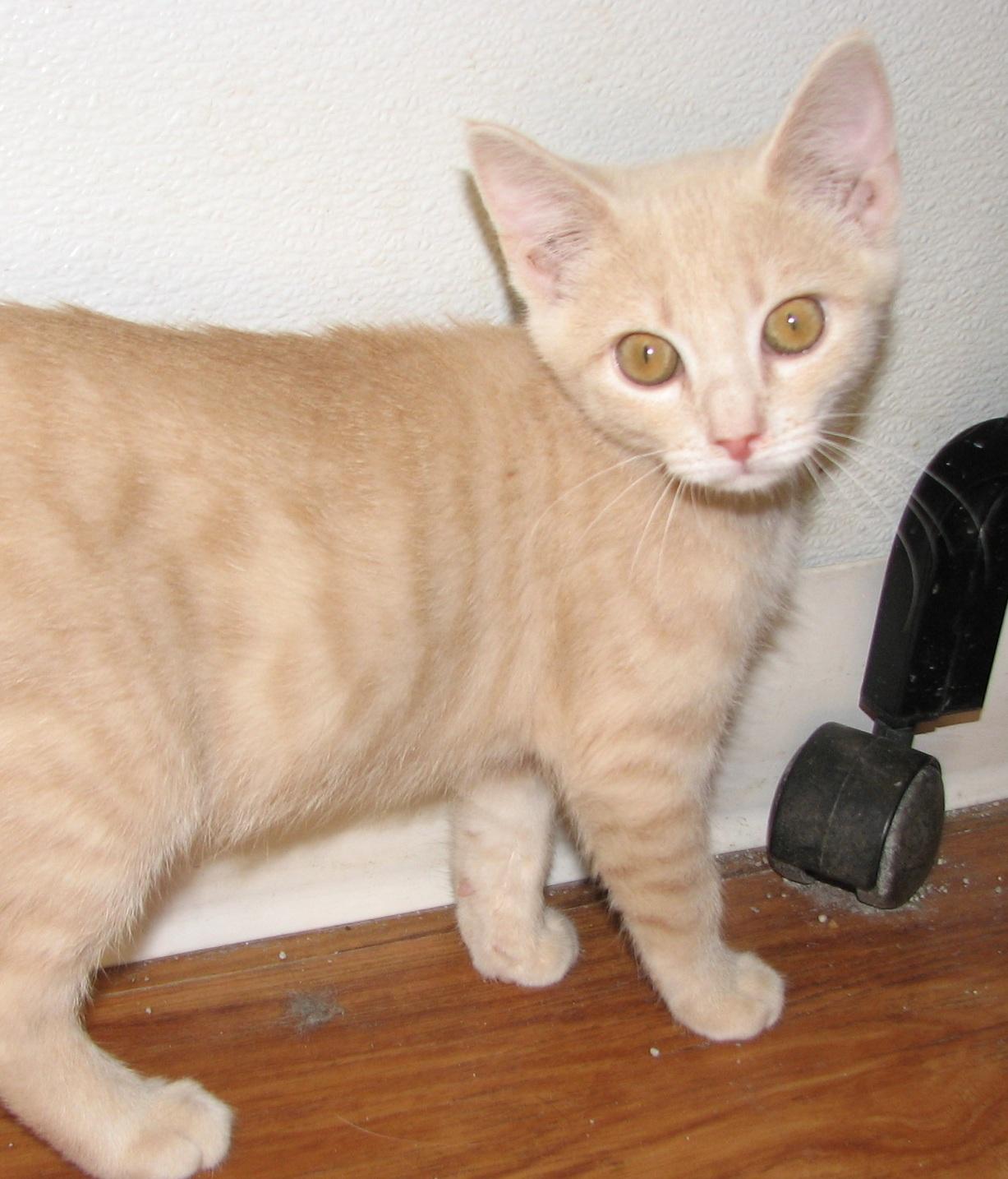 Enlarge 5484 Churro, a ADOPTABLE Domestic Short Hair in Lawrenceburg, KY image 2/6