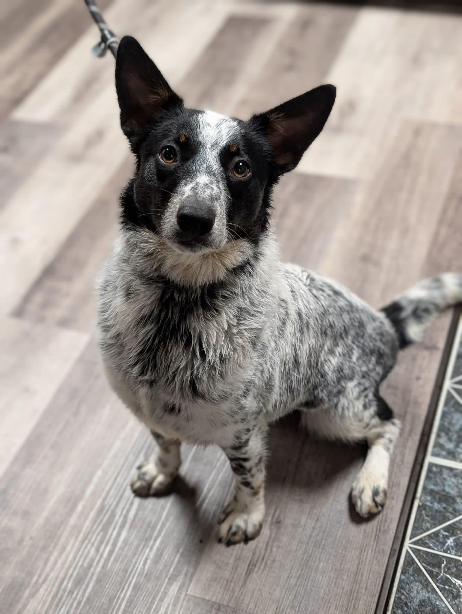 LUCY $425, a Adoptable mixed breed in Milwaukee, WI image 1/3