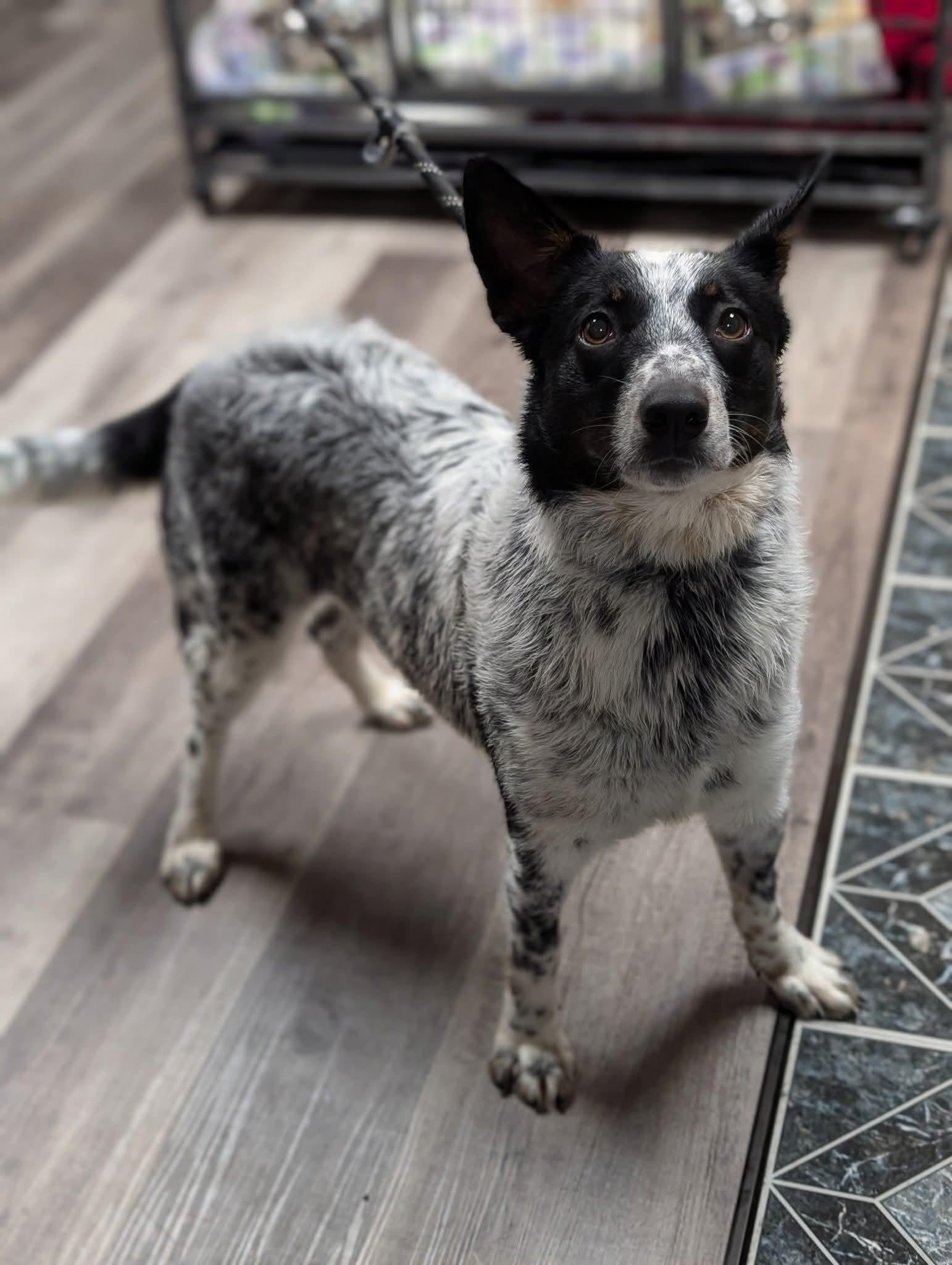 LUCY $425, a Adoptable mixed breed in Milwaukee, WI image 2/3