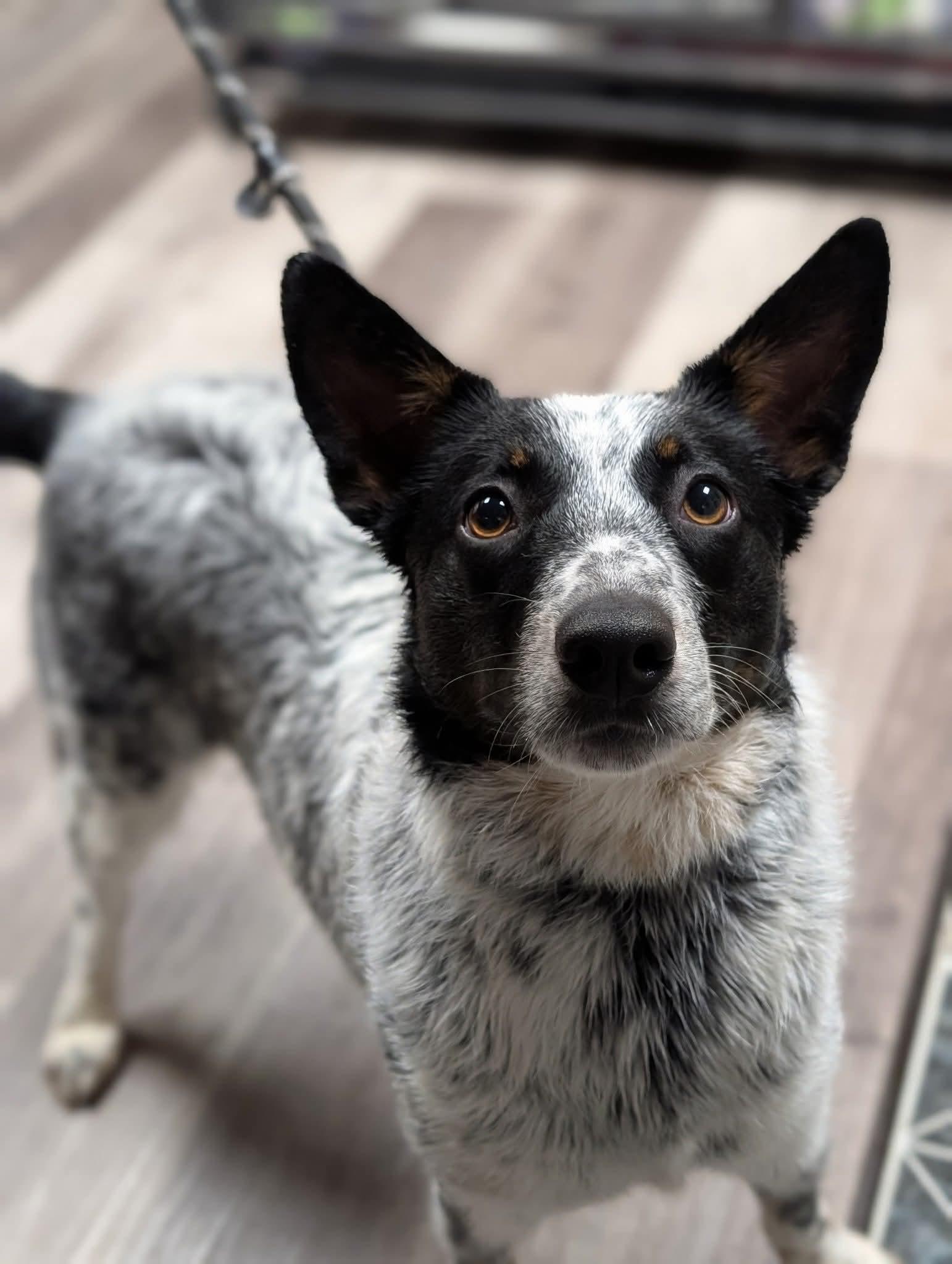 LUCY $425, a Adoptable mixed breed in Milwaukee, WI image 3/3