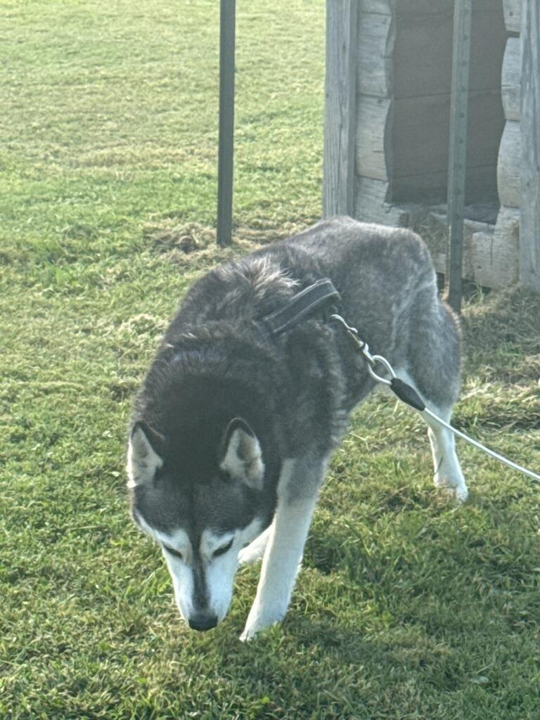 Kenai (Courtesy Post)