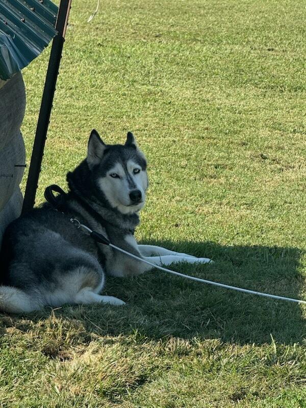 Kenai (Courtesy Post)