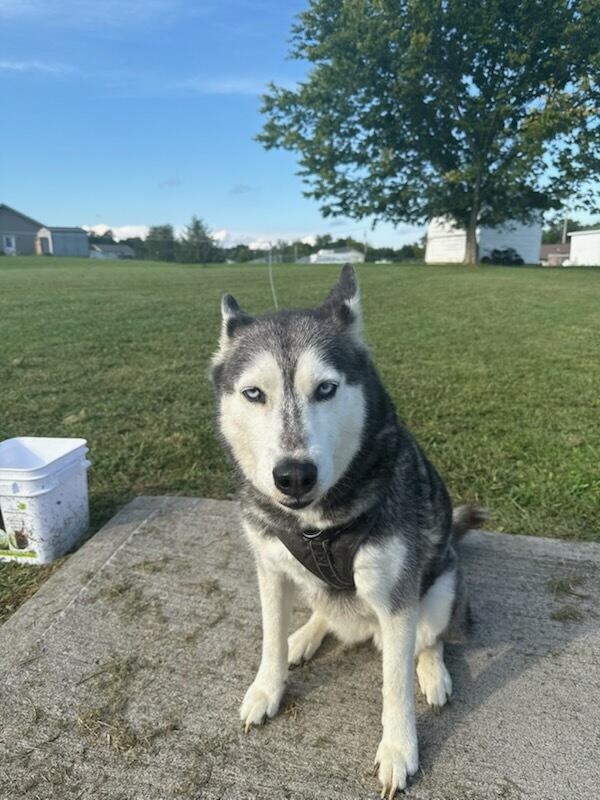 Kenai (Courtesy Post)