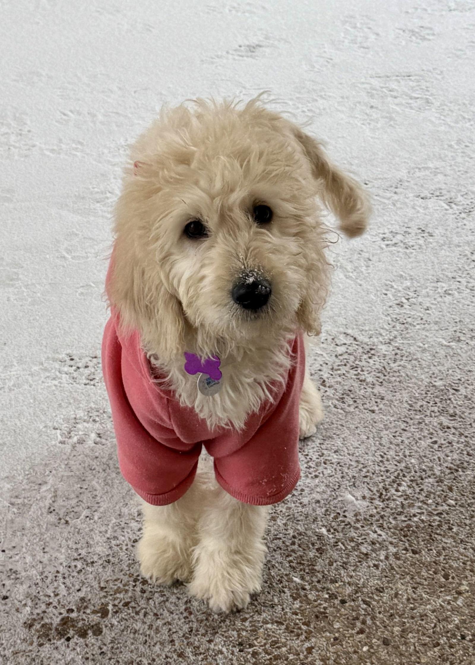 Clementine, Adopted, Puppy Female Standard Poodle & Golden Retriever.