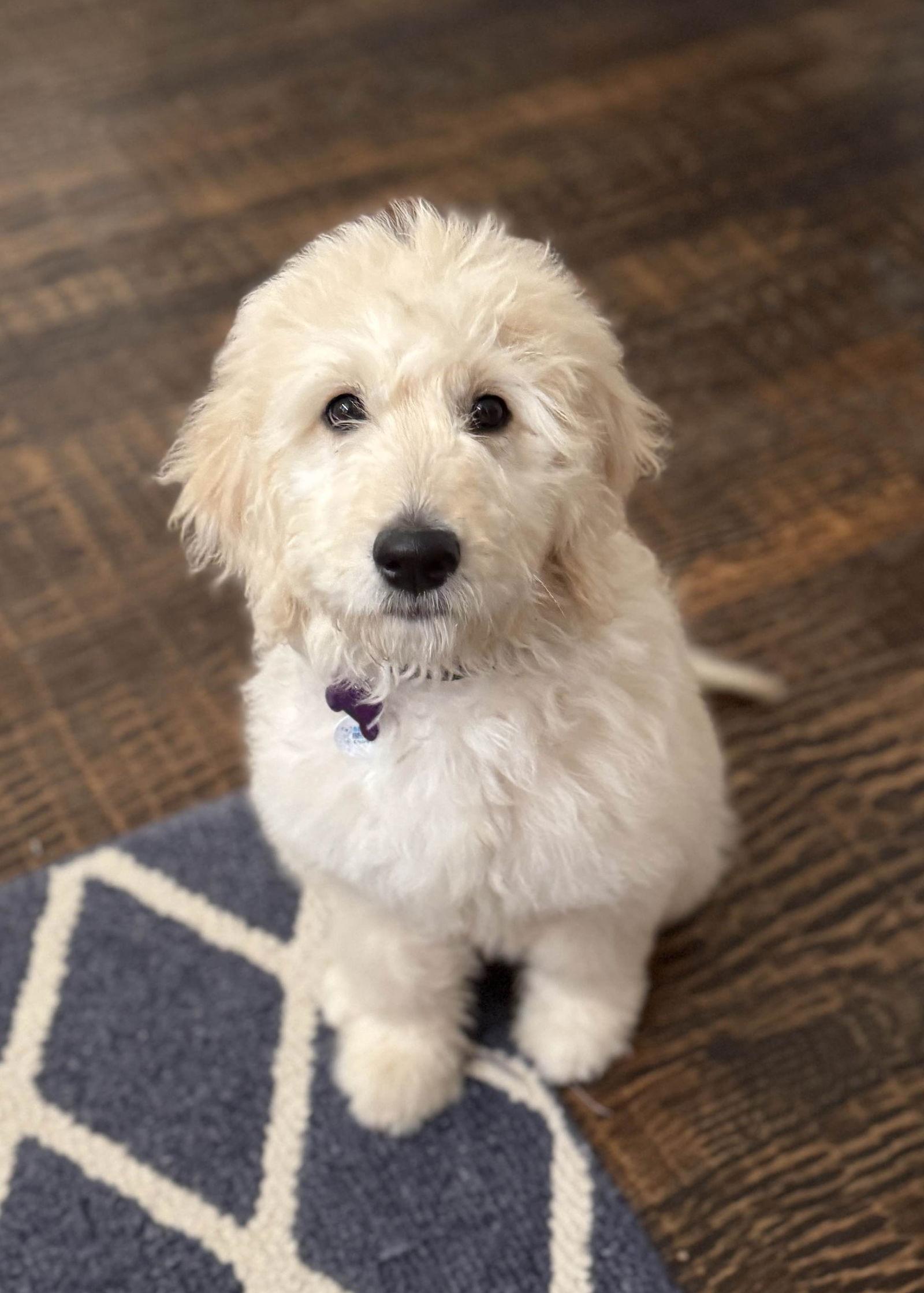 Clementine, a Adopted mixed breed in Fort Worth, TX image 3/3