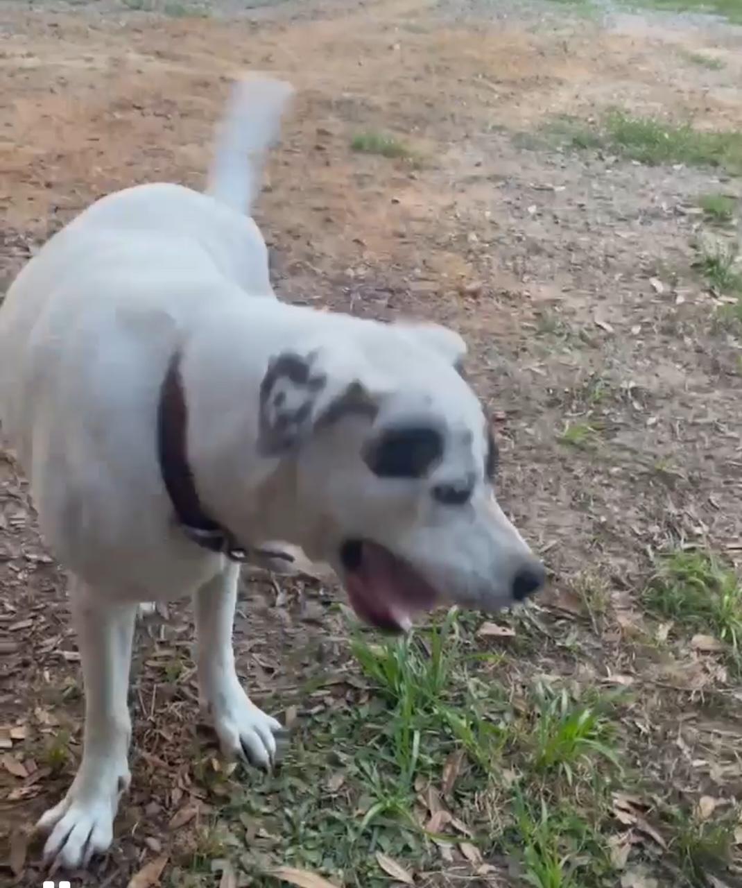 Petey, Adoptable, Young Male American Bulldog.