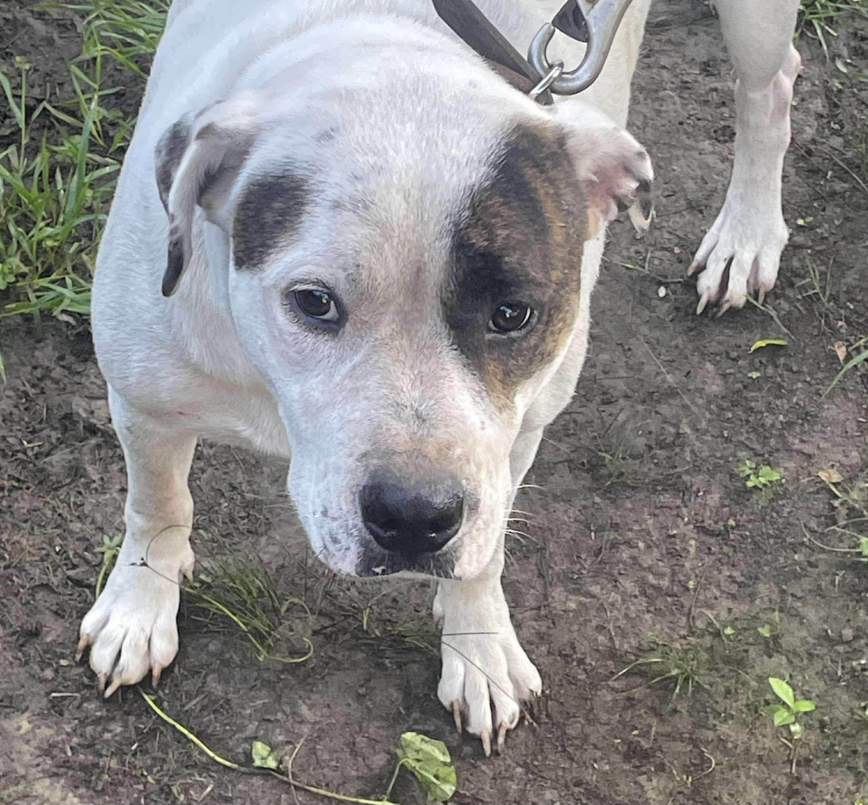 Enlarge Petey, a Adoptable mixed breed in Brattleboro, VT image 3/5