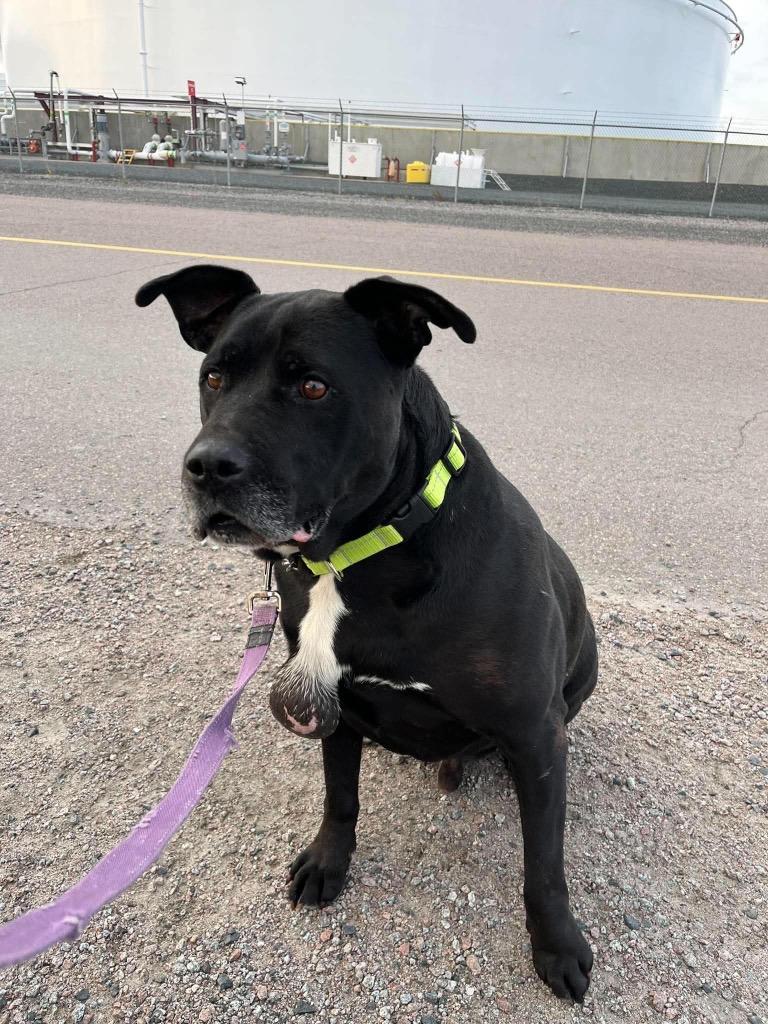 Koda, Adoptable, Senior Male Rottweiler & Labrador Retriever.