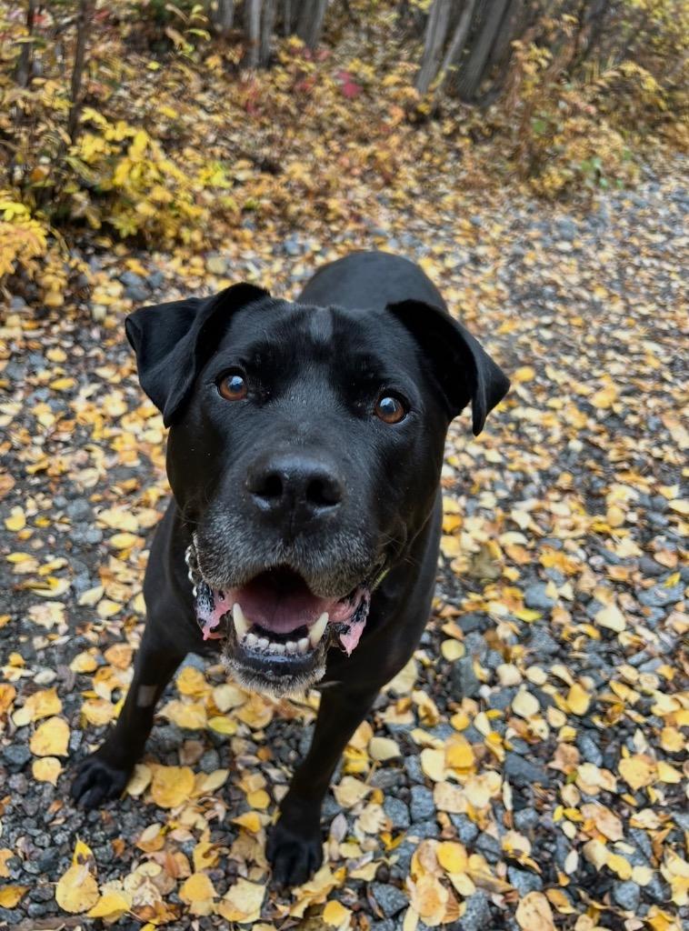Enlarge Koda, a Adoptable mixed breed in Yellowknife, NT image 3/4
