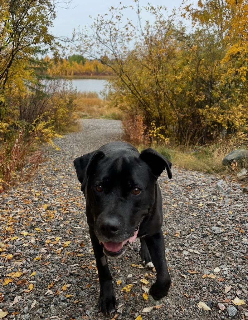 Enlarge Koda, a Adoptable mixed breed in Yellowknife, NT image 4/4