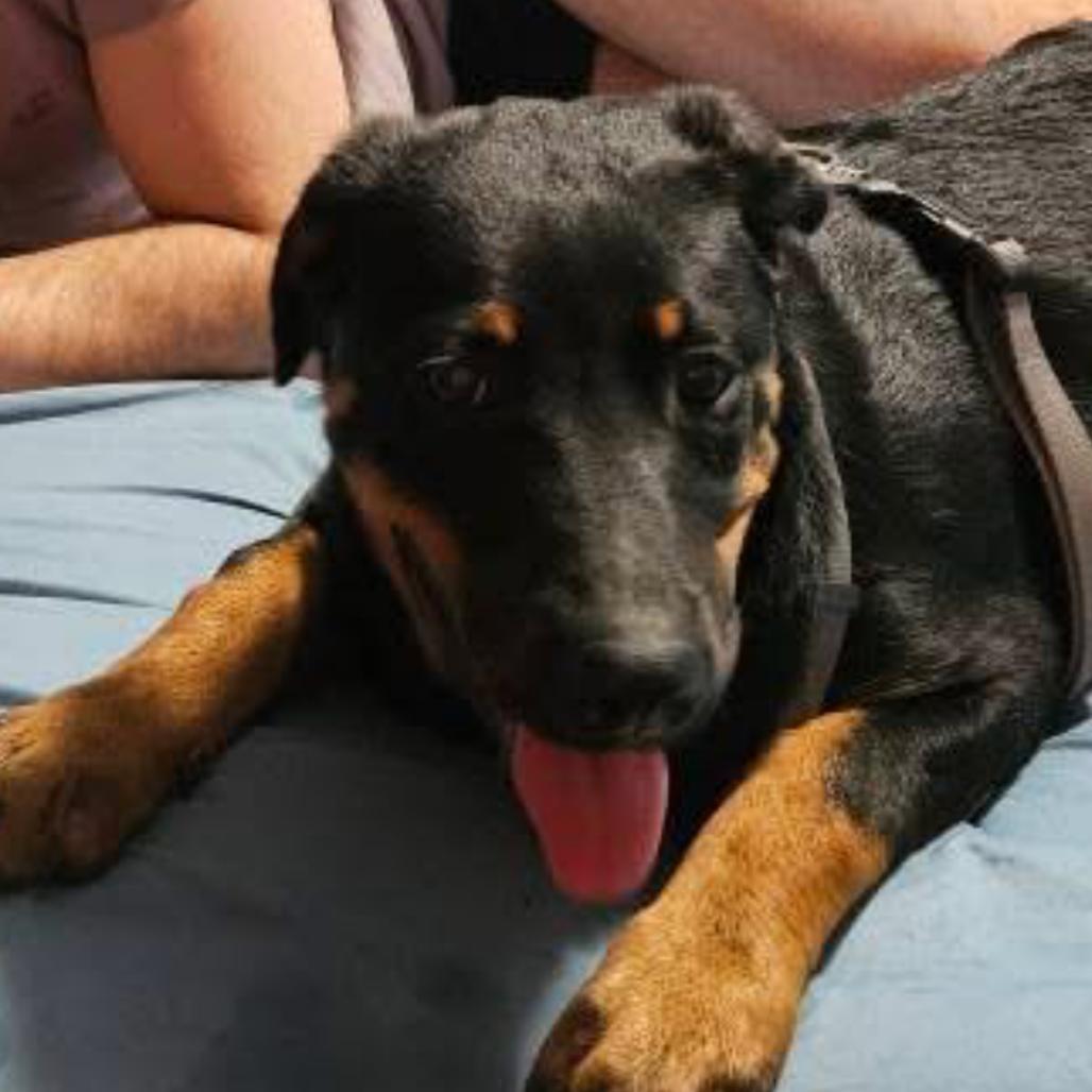 Marcy, Adoptable, Young Female Rottweiler & Shepherd.