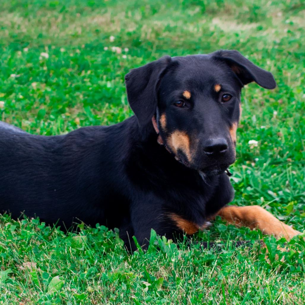 Marcy, a Adoptable mixed breed in Monroe, MI image 2/3
