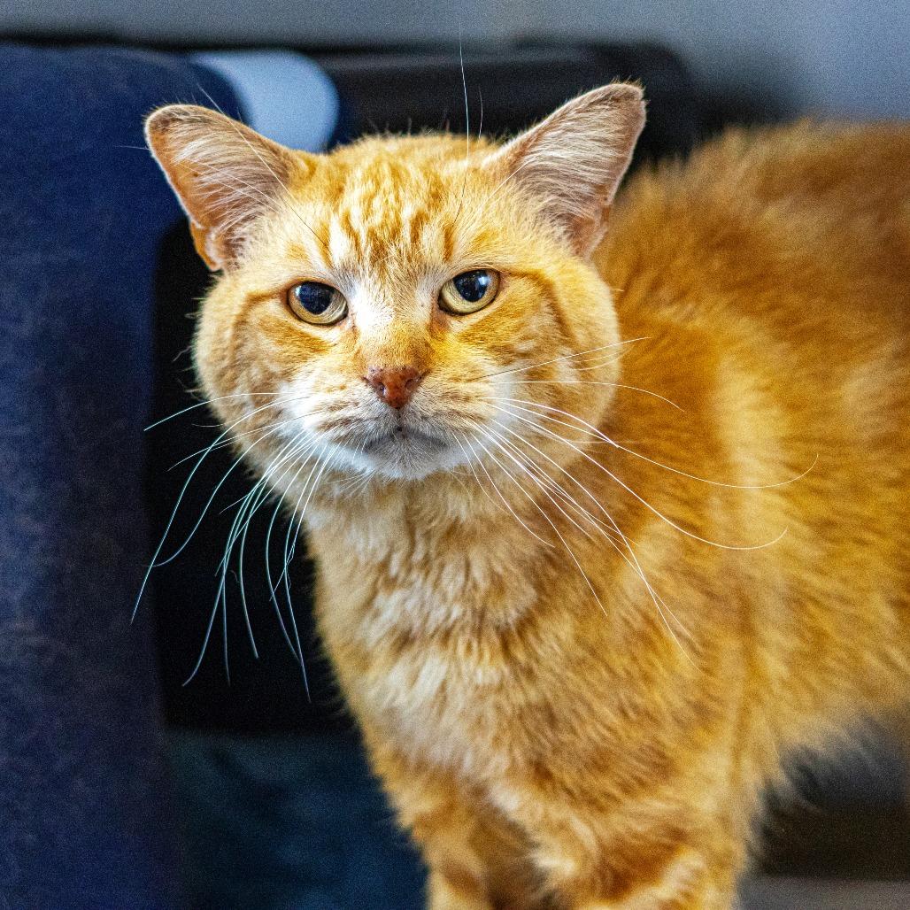 Enlarge Dale Gribble, a Adoptable Domestic Short Hair in Newark, DE image 1/4