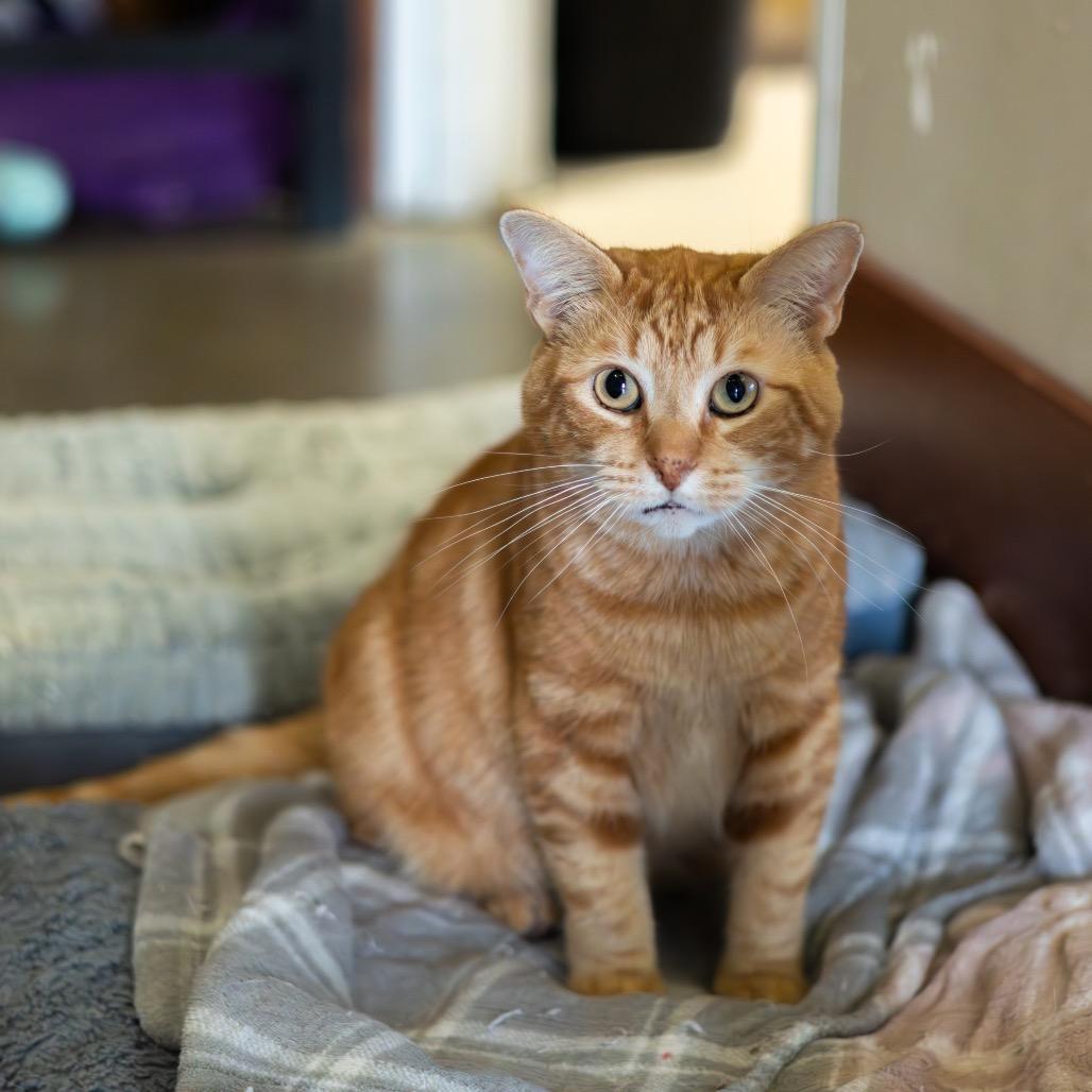 Enlarge Dale Gribble, a Adoptable Domestic Short Hair in Newark, DE image 2/4