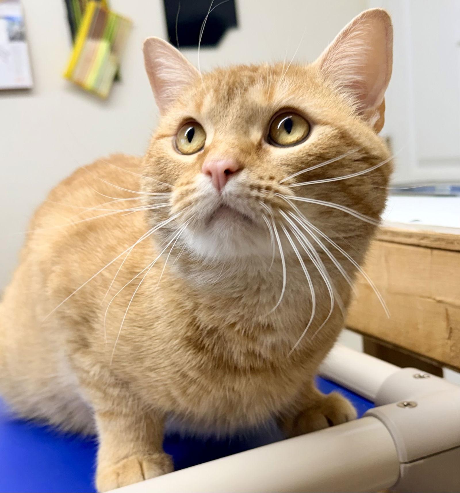 Rudy, Willow Grove PS (FCID# 12/05/2025-108), Adopted, Adult Male Tabby.