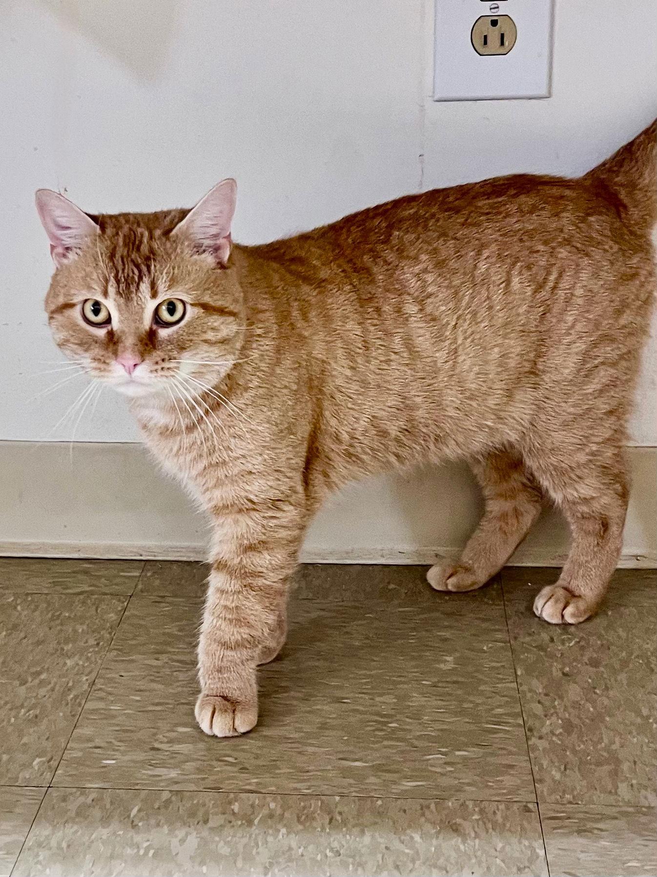 Enlarge Rudy, Willow Grove PS (FCID# 12/05/2025-108), a Adopted Tabby in Greenville, DE image 2/3