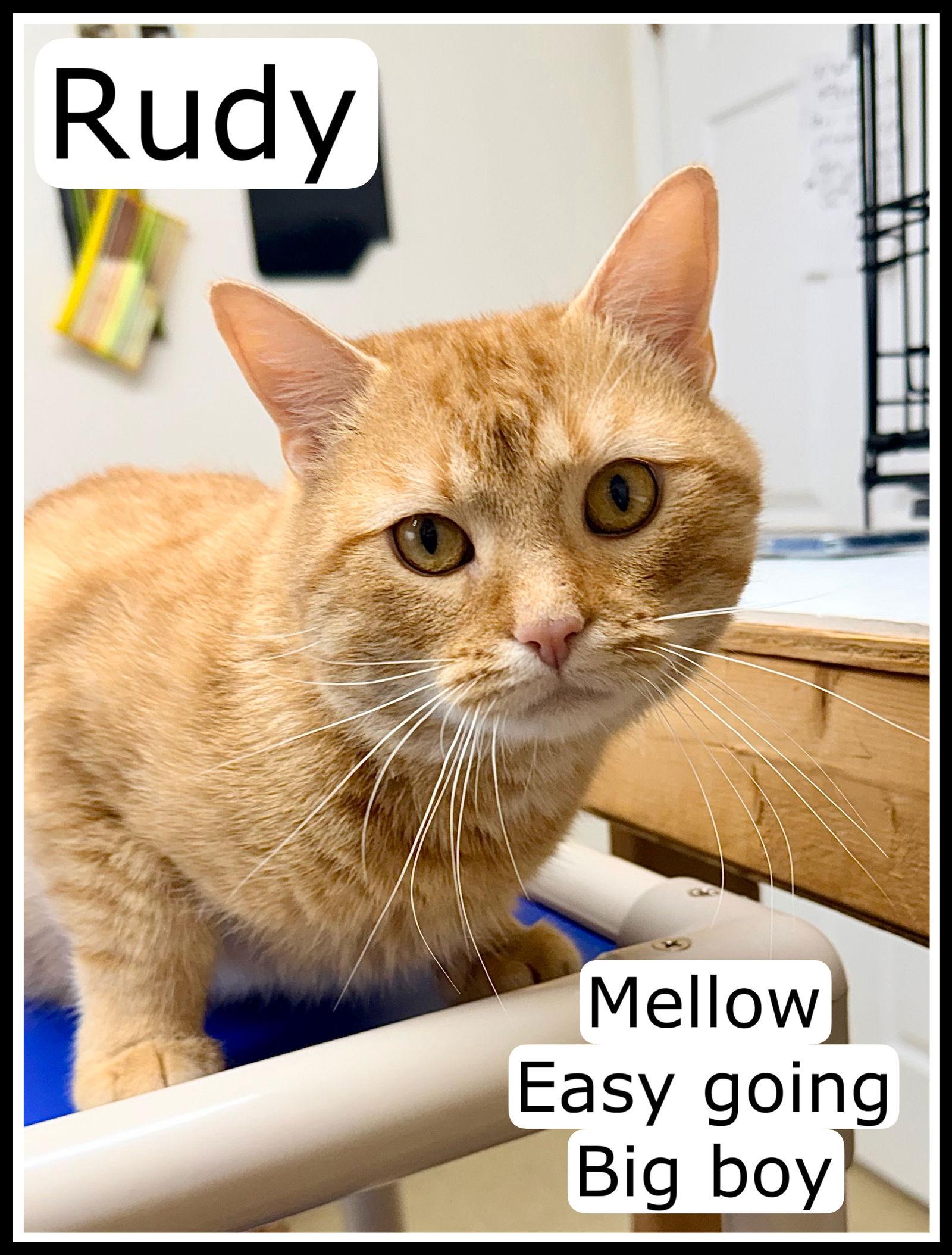 Enlarge Rudy, Willow Grove PS (FCID# 12/05/2025-108), a Adopted Tabby in Greenville, DE image 3/3