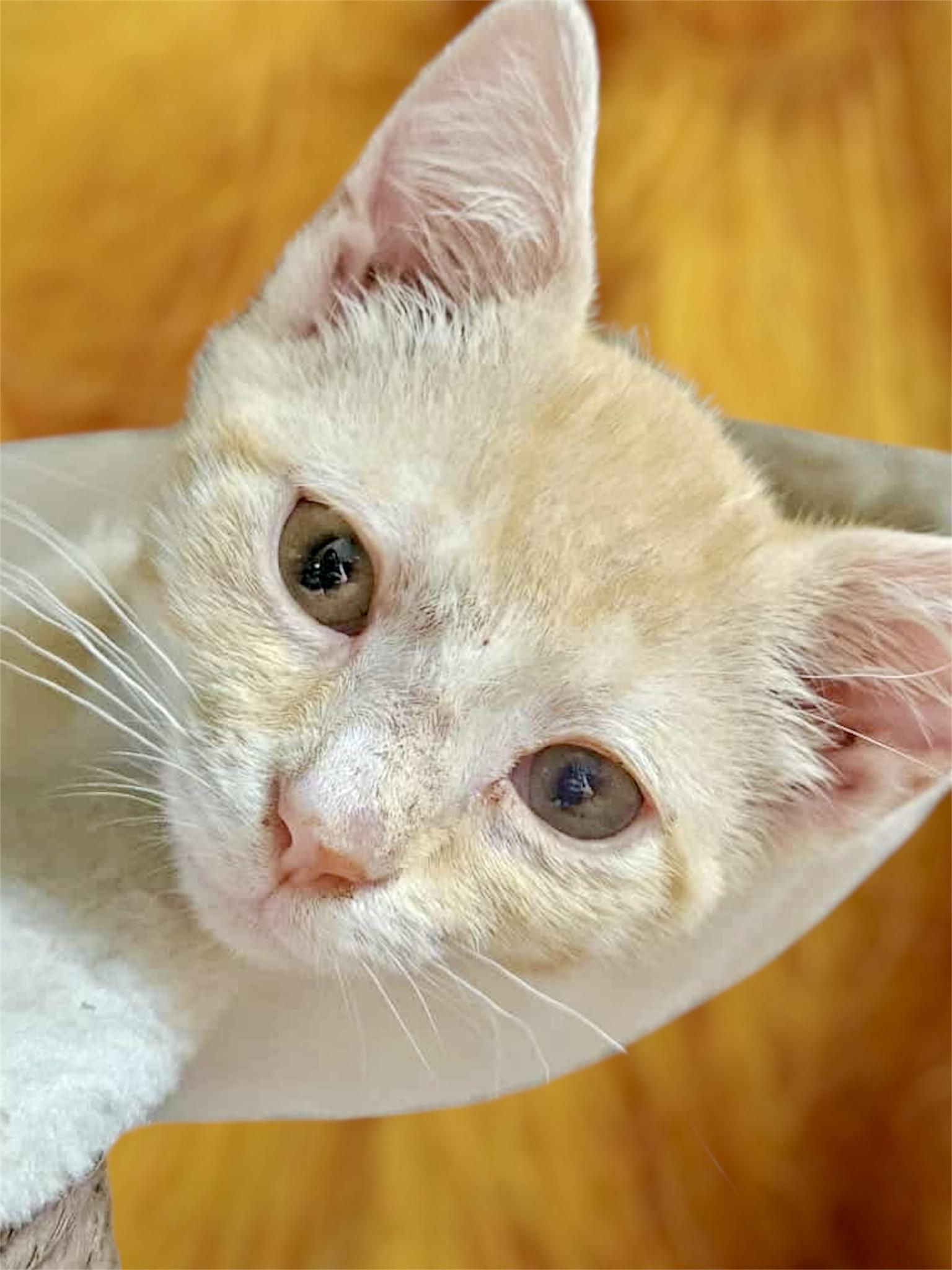 Colonel Mustard & Professor Plum - sweet and playful pals!, Baby Male unknown