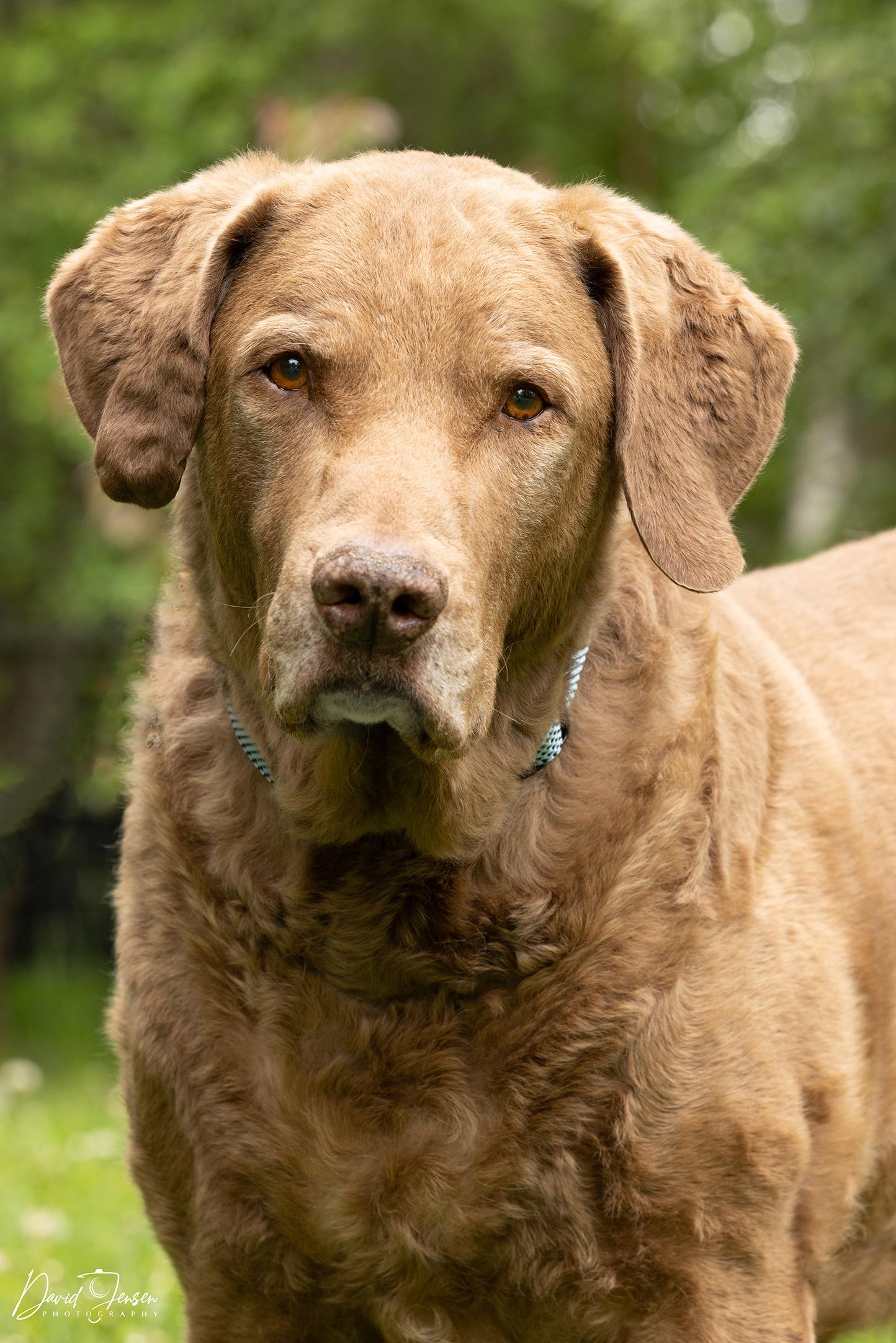 Ben, ADOPTABLE, Senior Male Chesapeake Bay Retriever.
