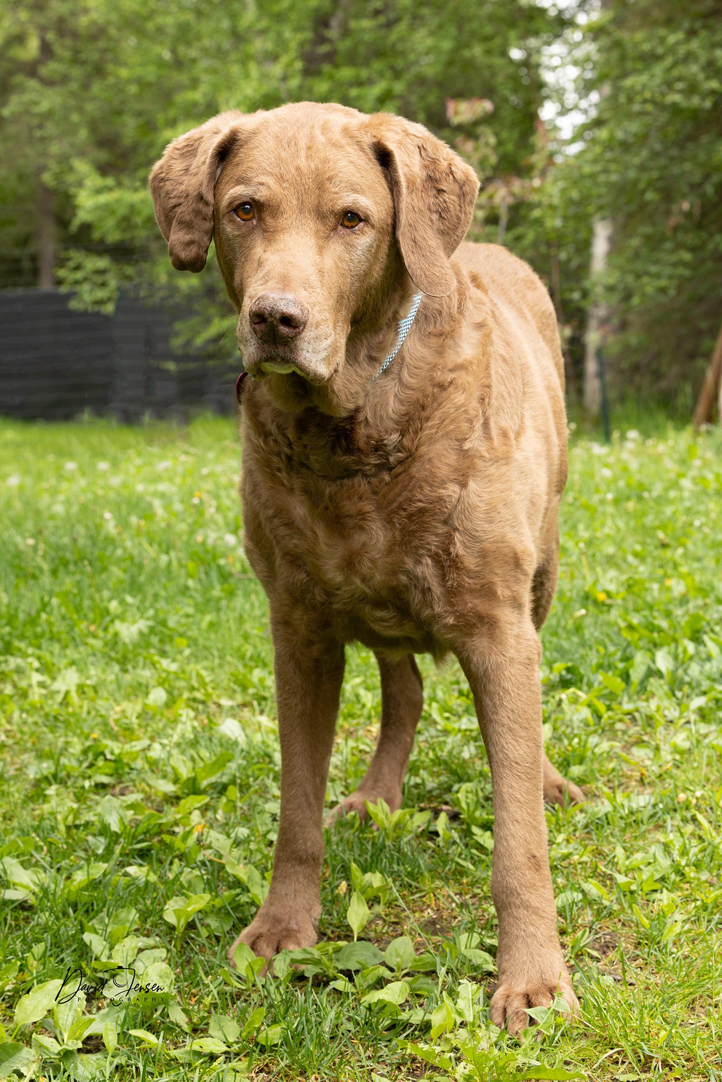 Ben, a ADOPTABLE Chesapeake Bay Retriever in Anchorage, AK image 2/2