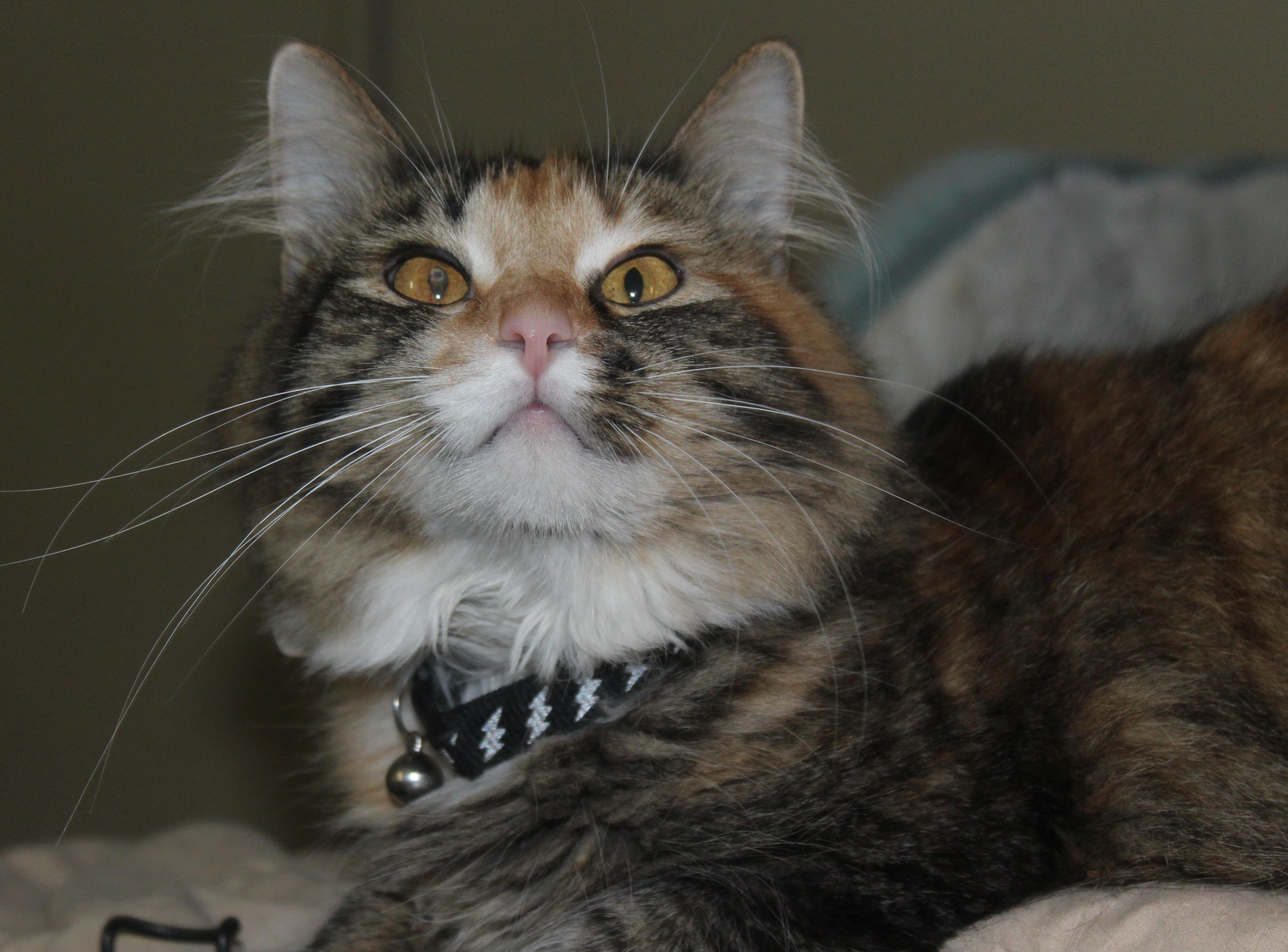 Jersey, adopted, Adult Female Domestic Medium Hair.