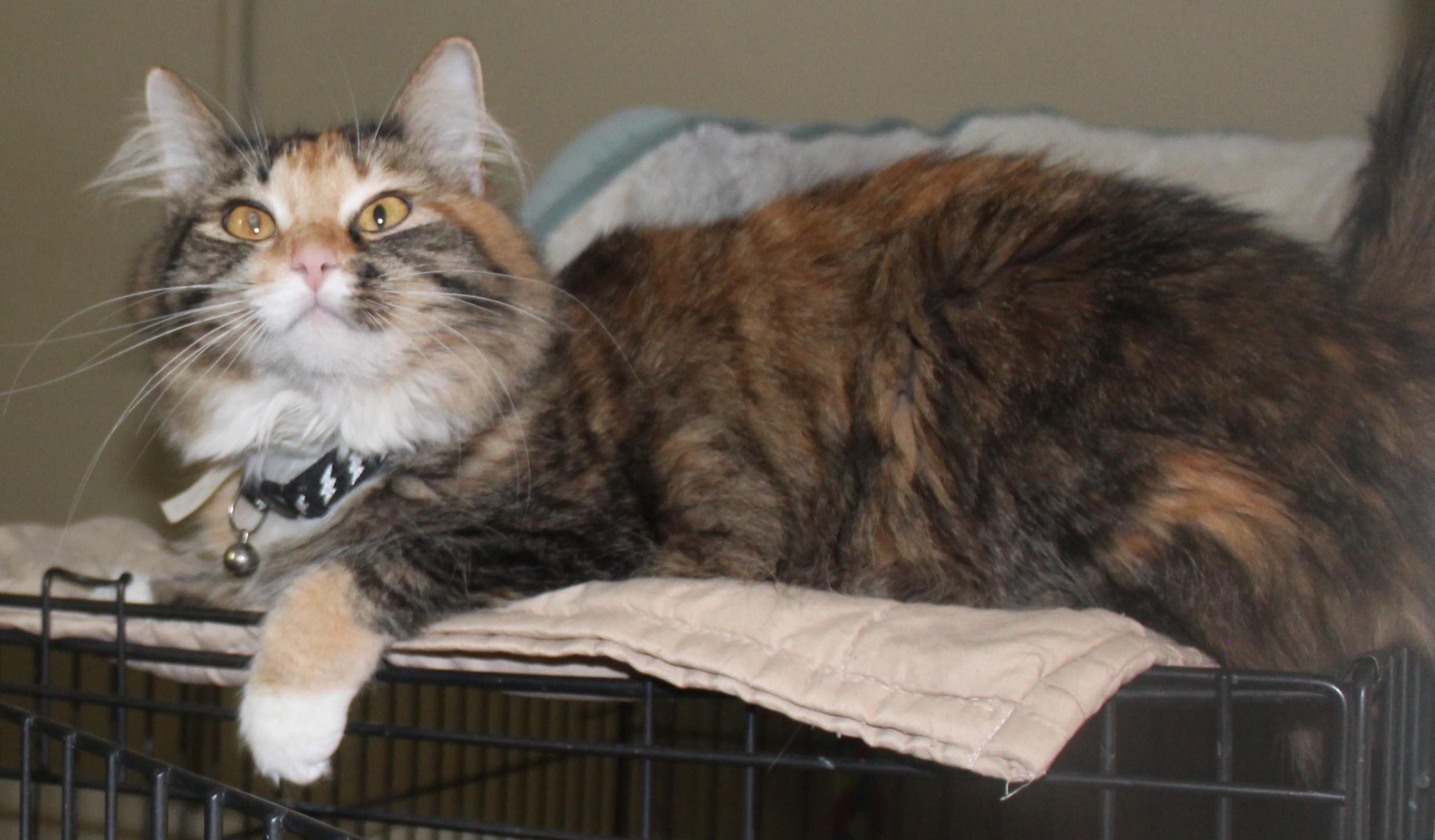 Enlarge Jersey, an adopted mixed breed in Huron, SD image 4/4