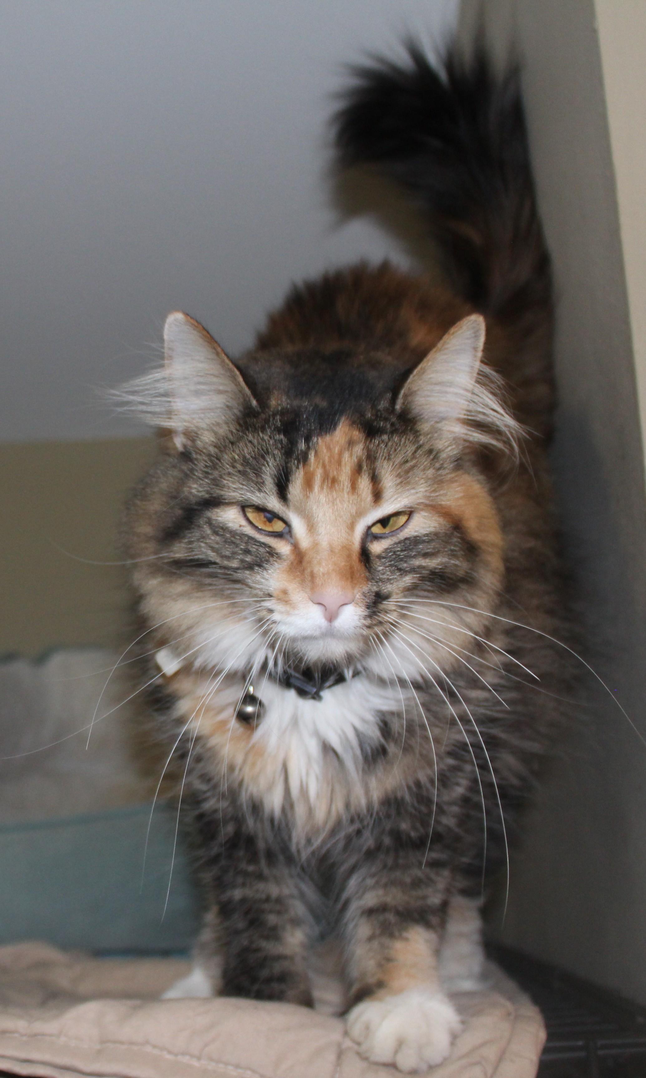 Enlarge Jersey, an adopted mixed breed in Huron, SD image 2/4